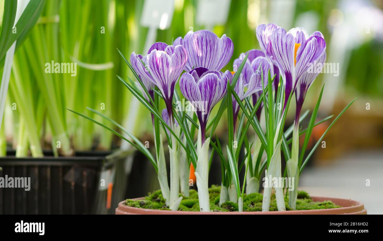 Vaso di fiori da giardino con crocuses primavera in serra. Foto Stock