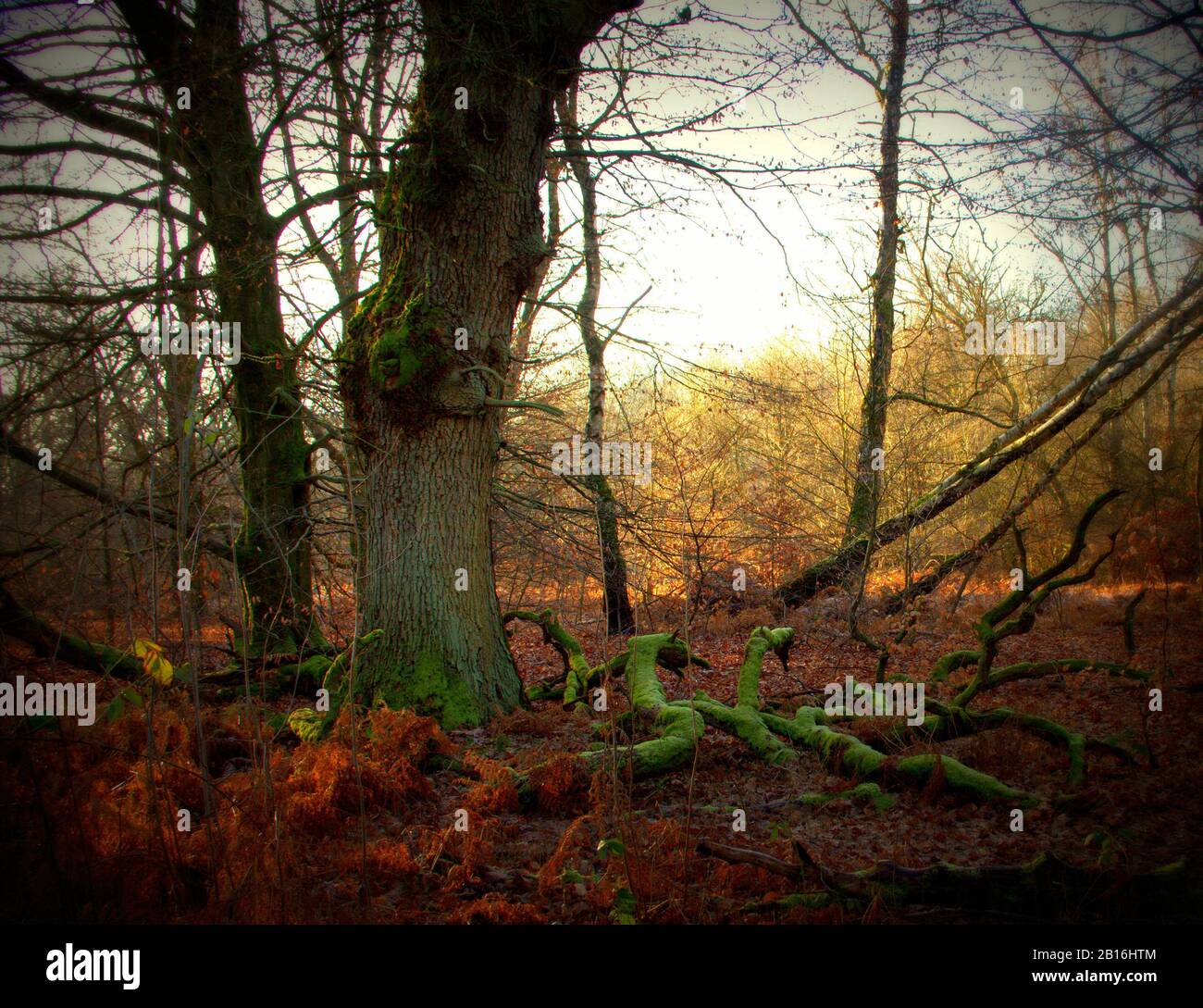 Un grande albero di quercia e i suoi grandi rami morti nella foresta primeval di Sababurg, Lomography Foto Stock