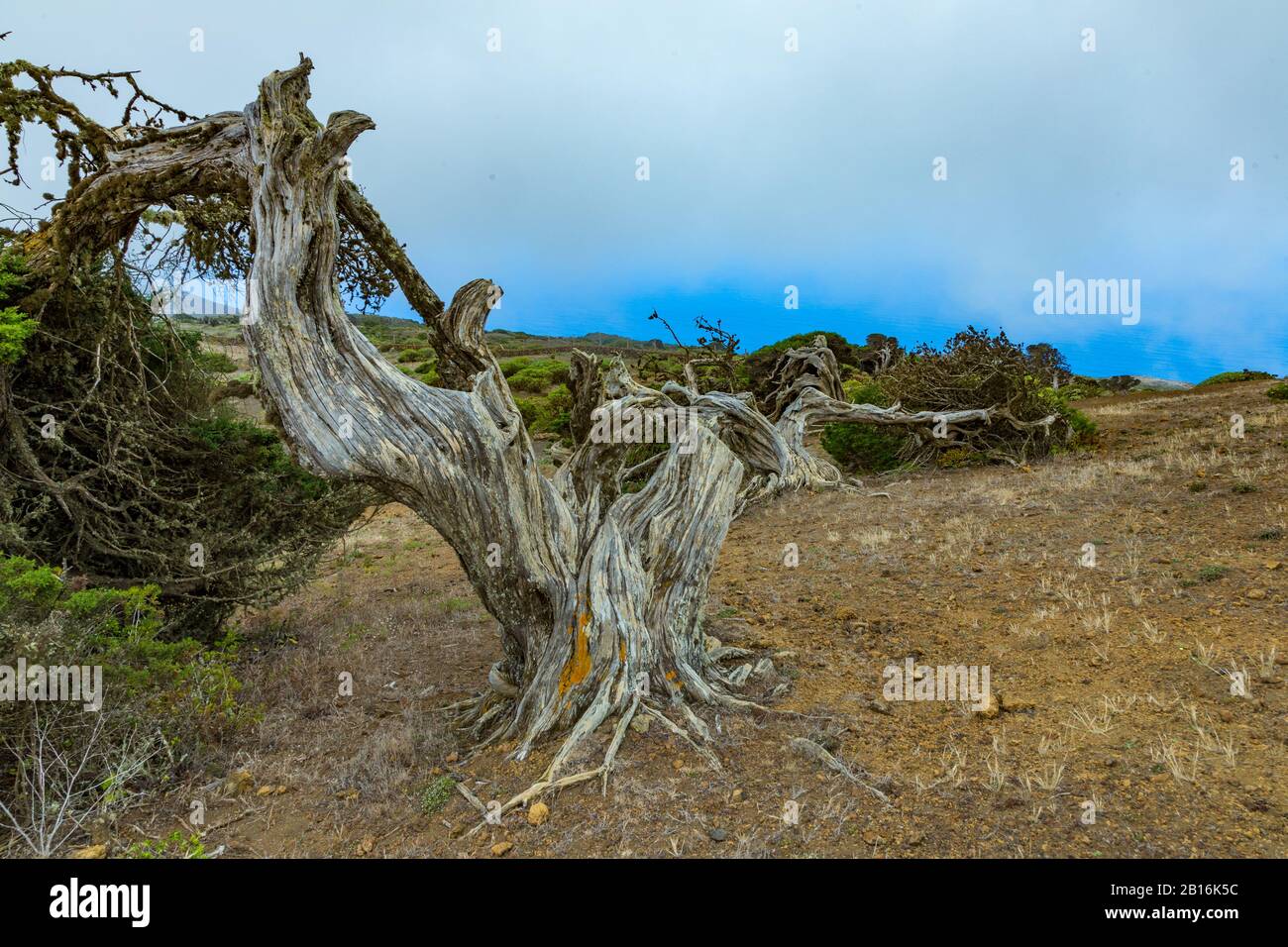 Gignarled Giant ginepro alberi ritorti da forti venti. I tronchi si insinuano a terra. El Sabinar, Isola Di El Hierro Foto Stock
