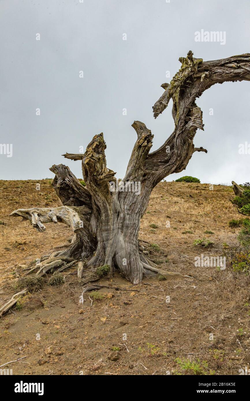 Gignarled Giant ginepro alberi ritorti da forti venti. I tronchi si insinuano a terra. El Sabinar, Isola Di El Hierro Foto Stock