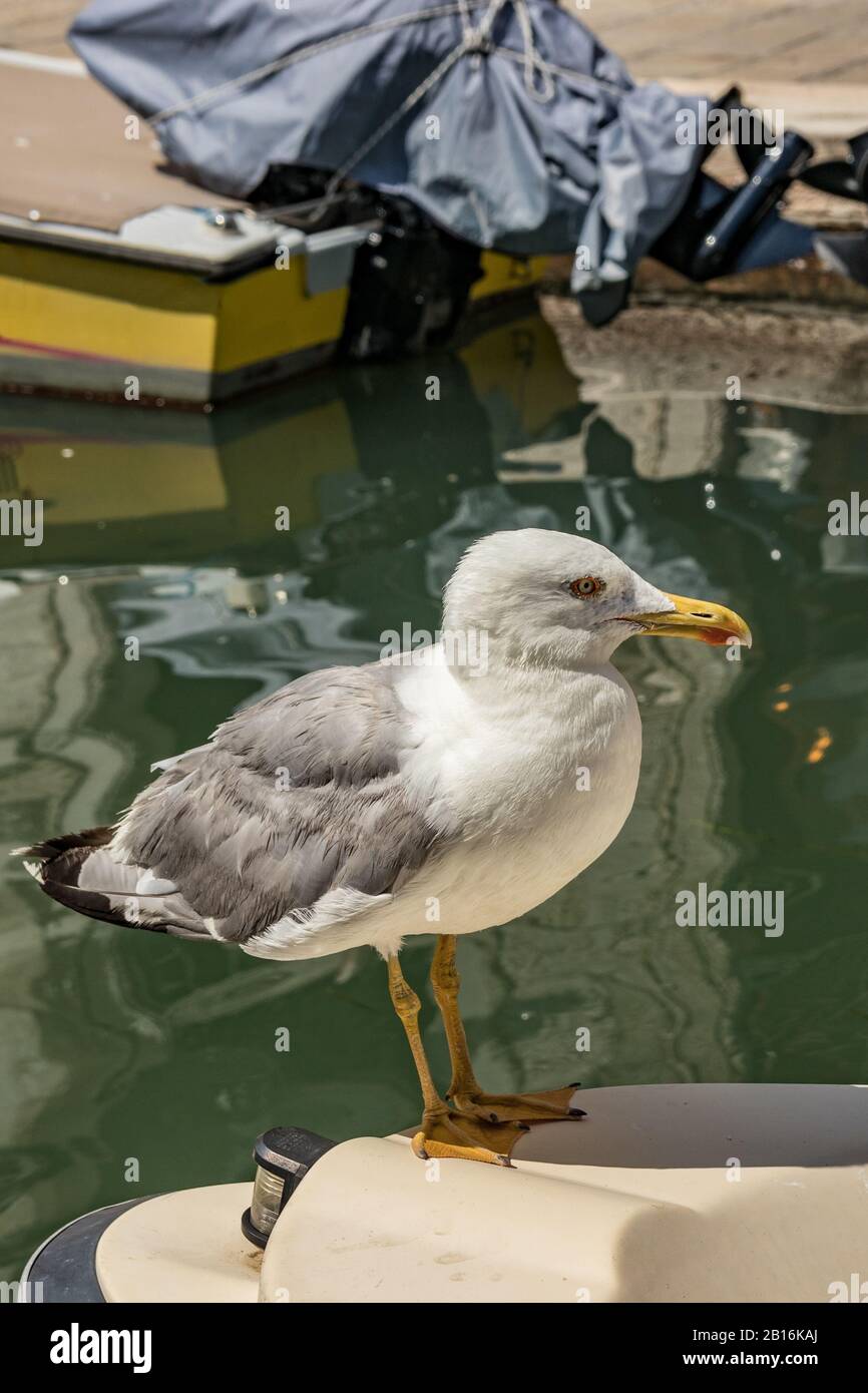 Modello Seagull in posa in barca in uno dei canali di Venezia, Italia durante la giornata di sole. Foto Stock