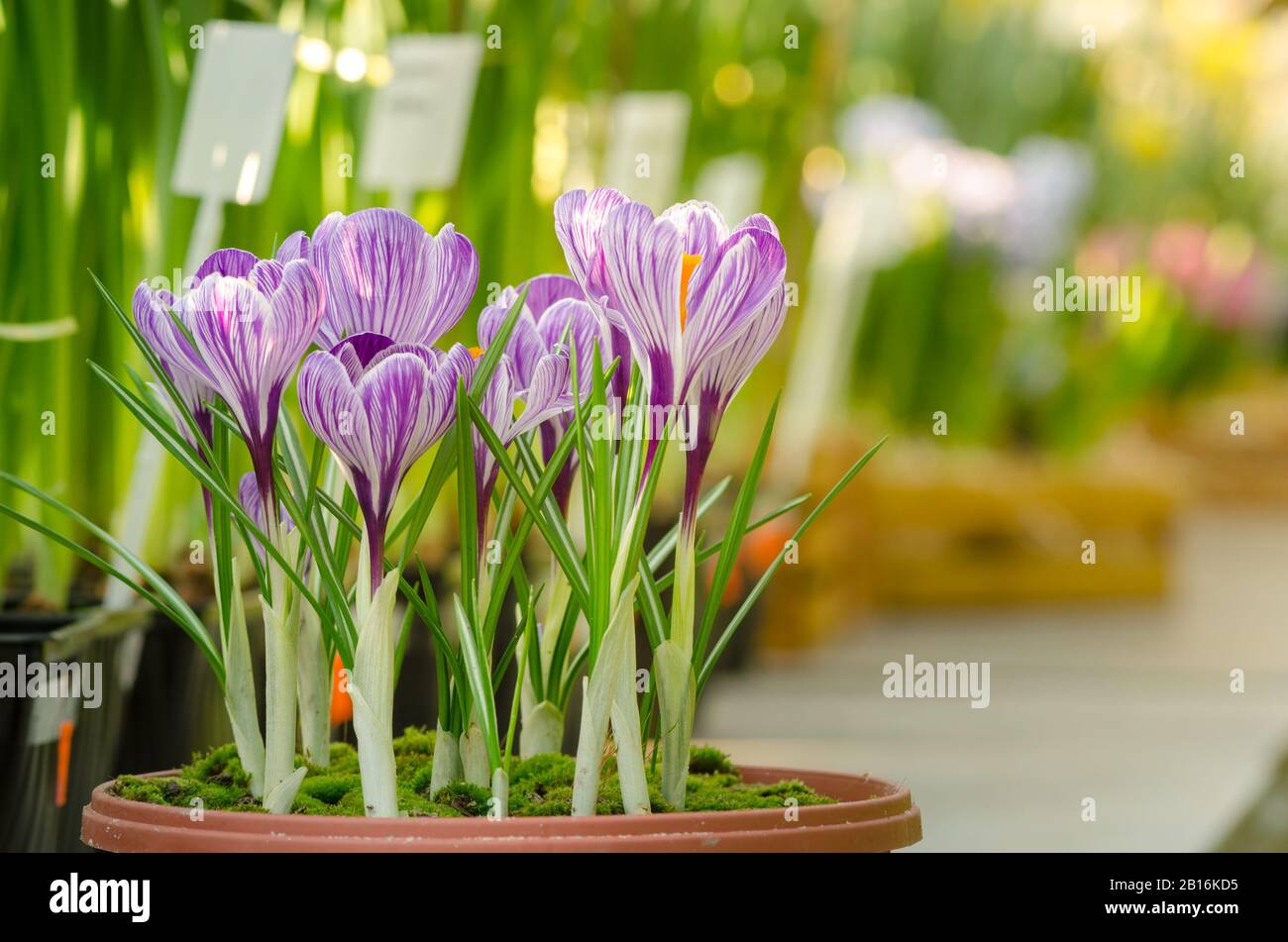 Vaso di fiori da giardino con crocuses primavera in serra. Foto Stock