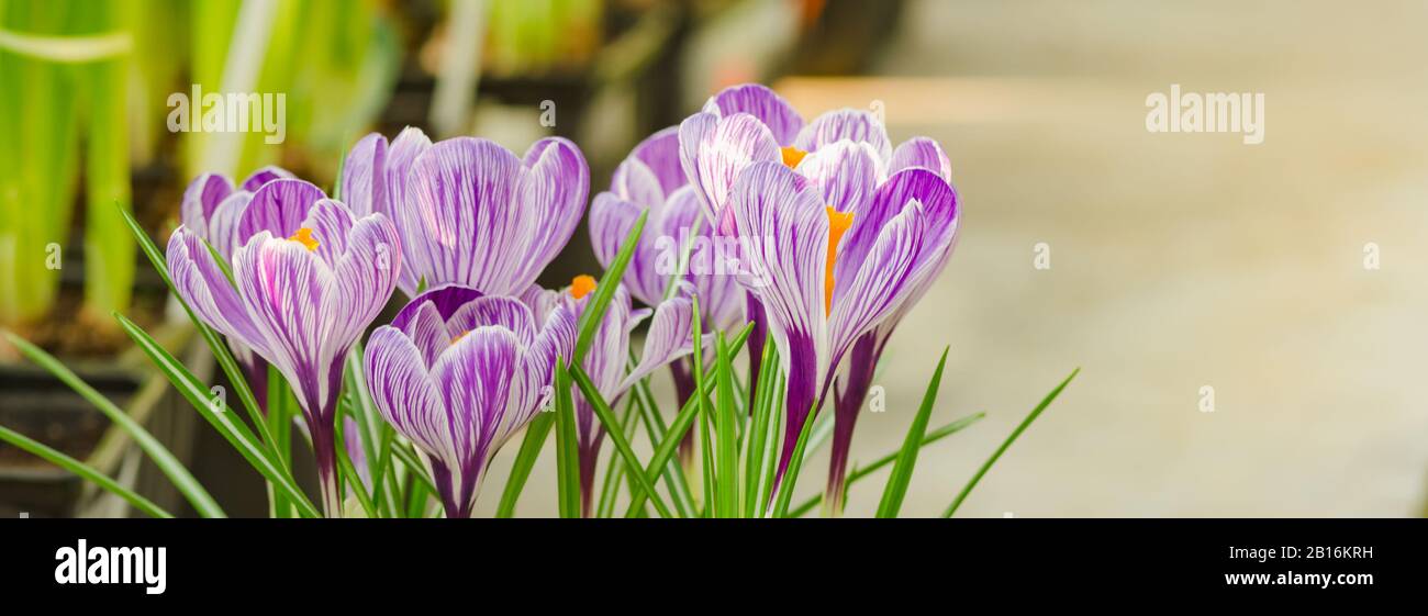 Crockuses foto di primavera per il disegno di bandiera di horisontal Foto Stock