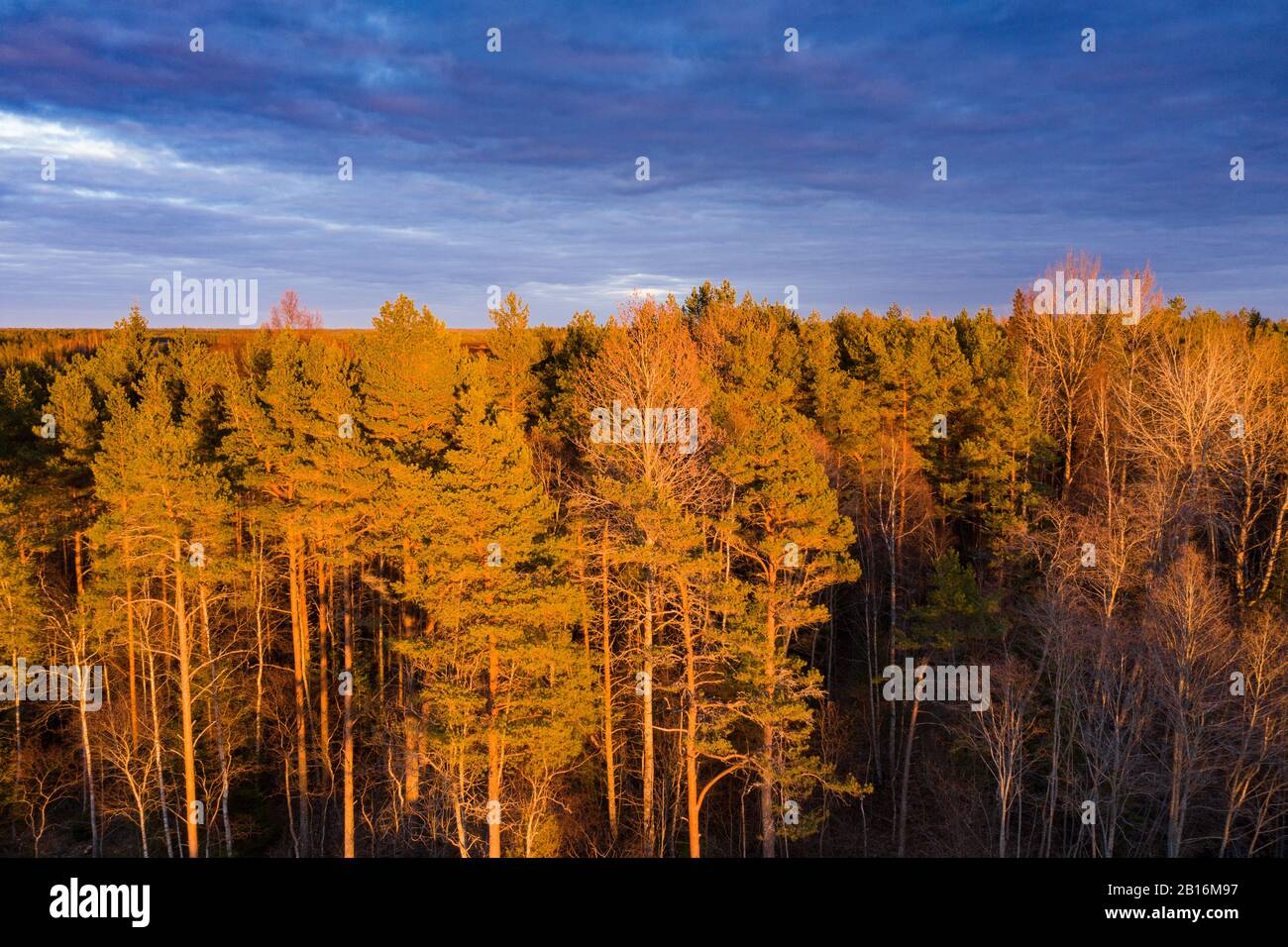 Foresta in colori primaverili. Alberi decidui colorati in luce solare dorata. Rabivere, Estonia, Europa Foto Stock