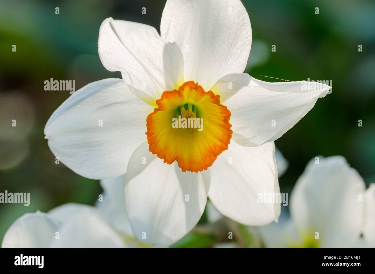 Narcissus fiore primo piano. Narcissus daffodil fiori. Foto Stock