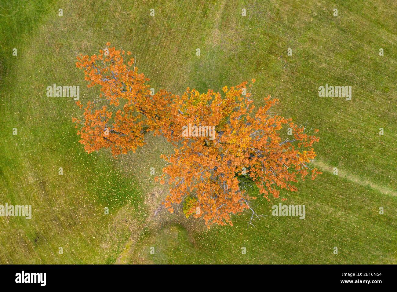 Un unico albero di quercia in autunno colori. Colore arancione albero caducido in luce solare dorata. Rabivere, Estonia, Europa Foto Stock