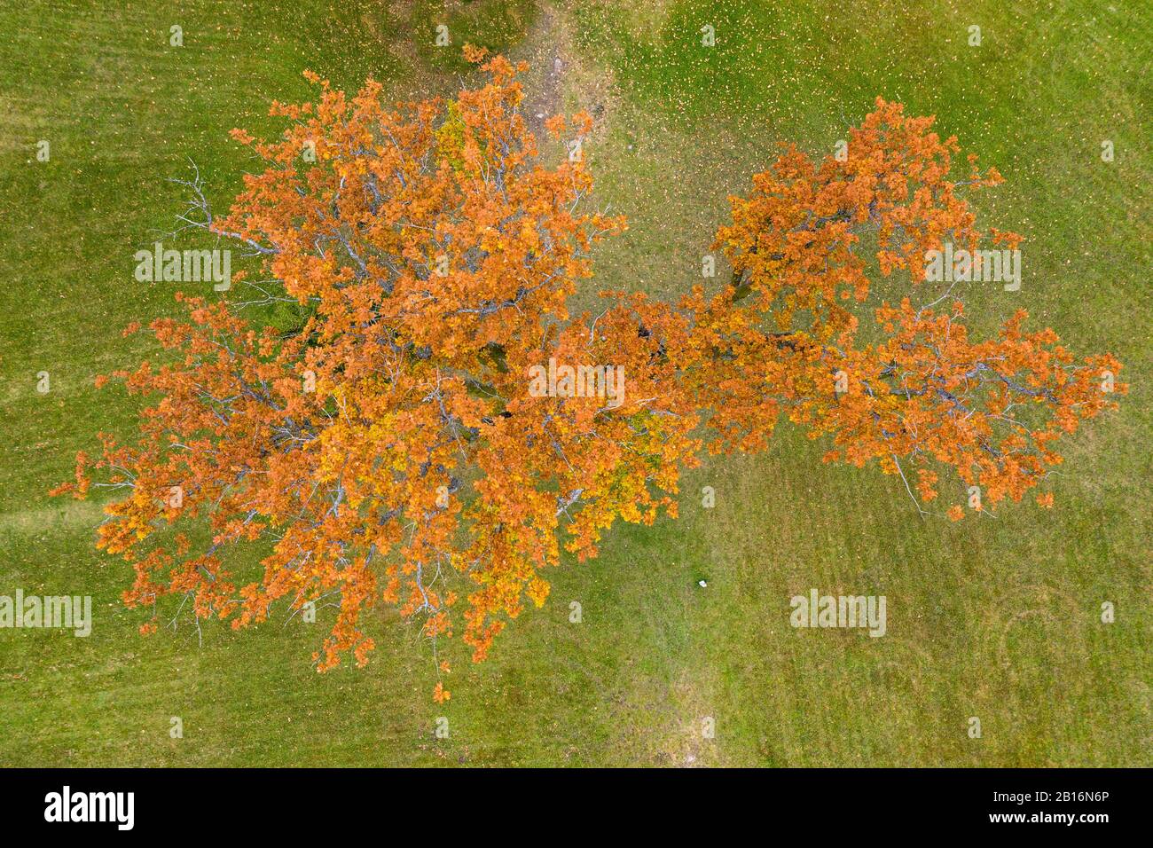 Un unico albero di quercia in autunno colori. Colore arancione albero caducido in luce solare dorata. Rabivere, Estonia, Europa Foto Stock