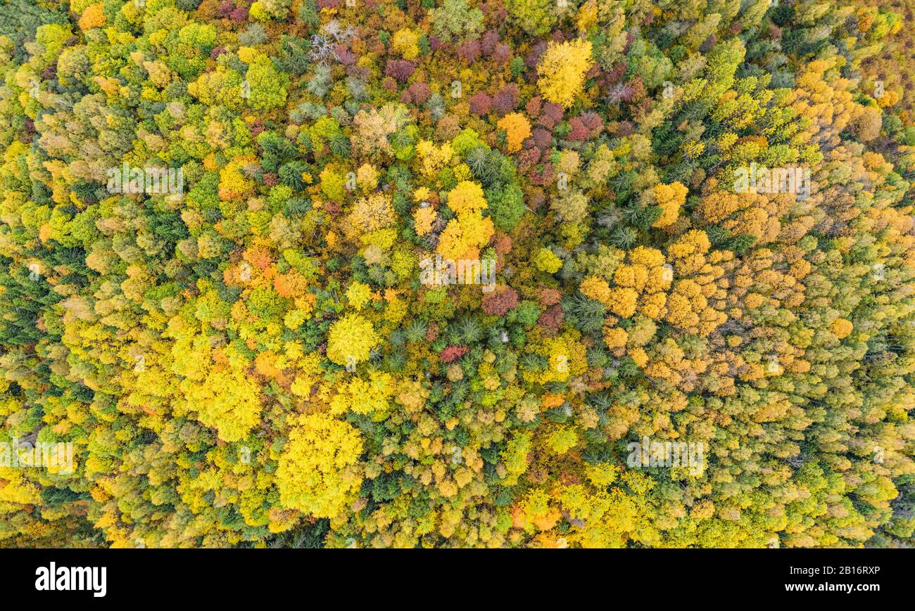 Bosco in autunno colori. Rosso, giallo, arancione, verde di alberi decidui in caduta. Harimägi, Estonia, Europa Foto Stock