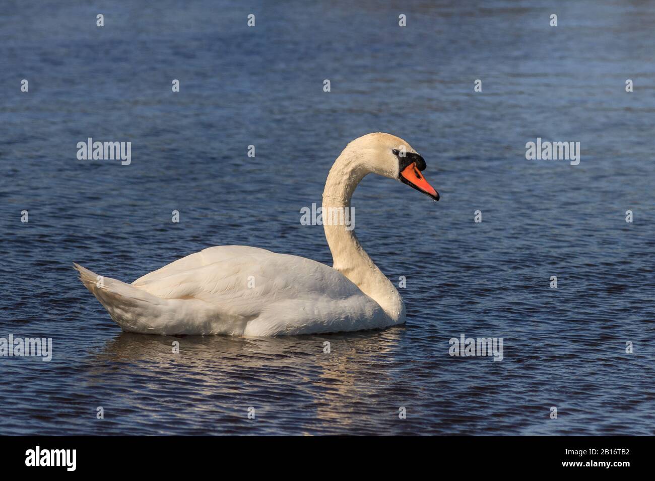 Il White Swan nel Delta del Danubio, Romania Foto Stock