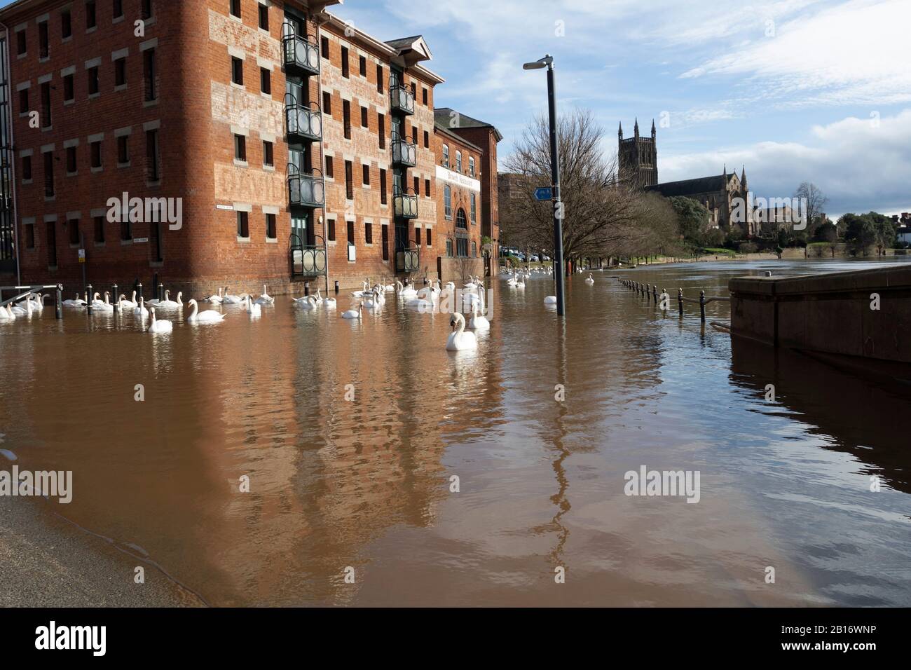 Worcester Cathederal, Worcester City, Inghilterra, Regno Unito, 23/02/2020 . Fiume Severn Allagato Dal Ponte Sabrina. Flood Peak Time River scoppiò le sue banche e le acque di drenaggio delle tempeste si sono appoggiate dopo una forte caduta della pioggia. Foto Stock