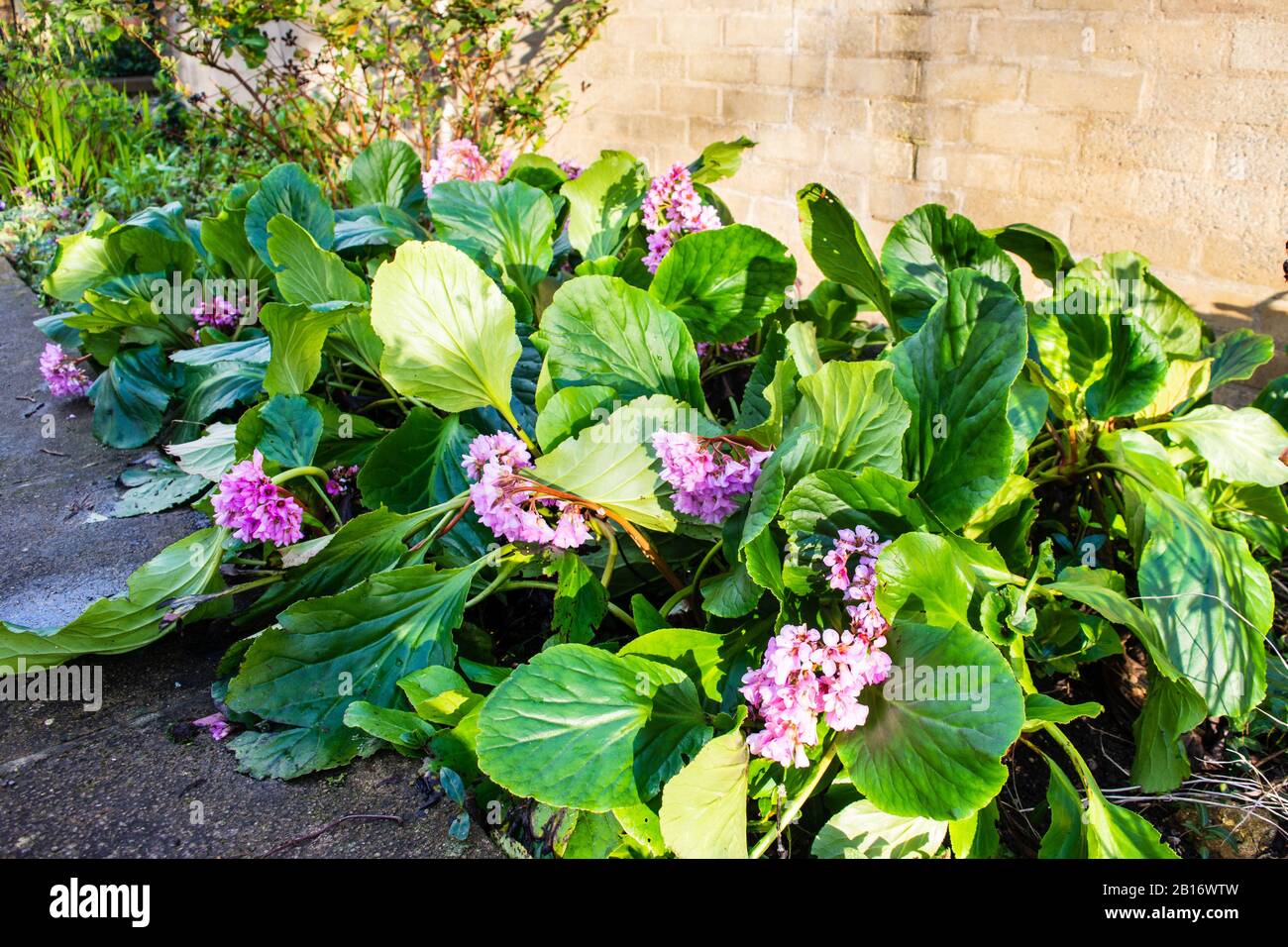 Un letto di confine di Bergenia crassifolia, aka cuore-lievito bergenia, o elefanti orecchie, con fiori rosa contro una parete di sabbia colorata Foto Stock