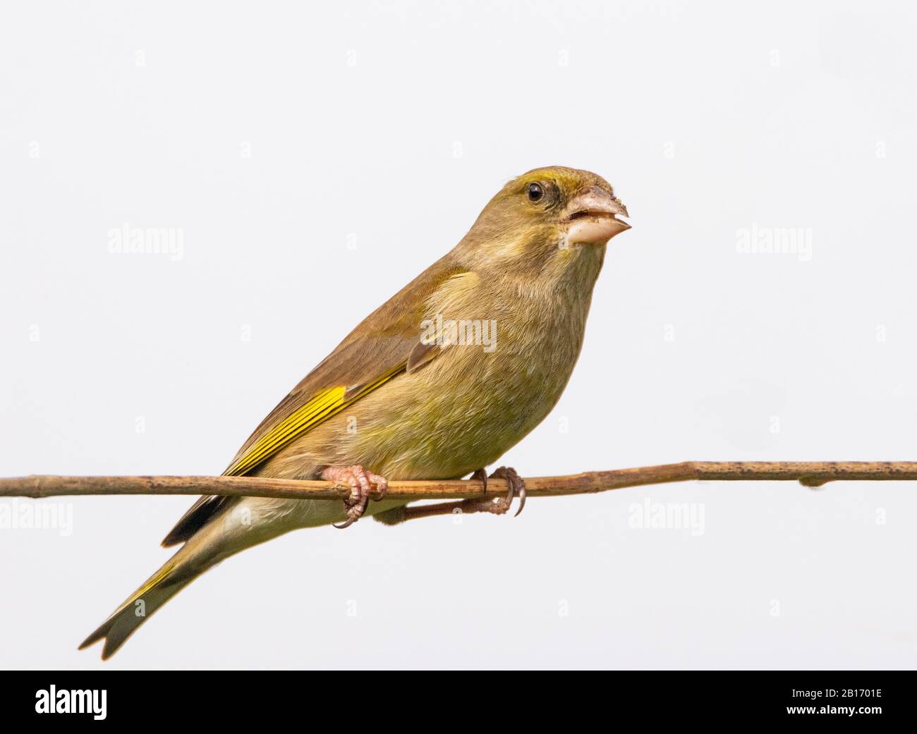 Greenfinch, Arroccato su una filiale nella campagna del Regno Unito, gennaio 2020 Foto Stock