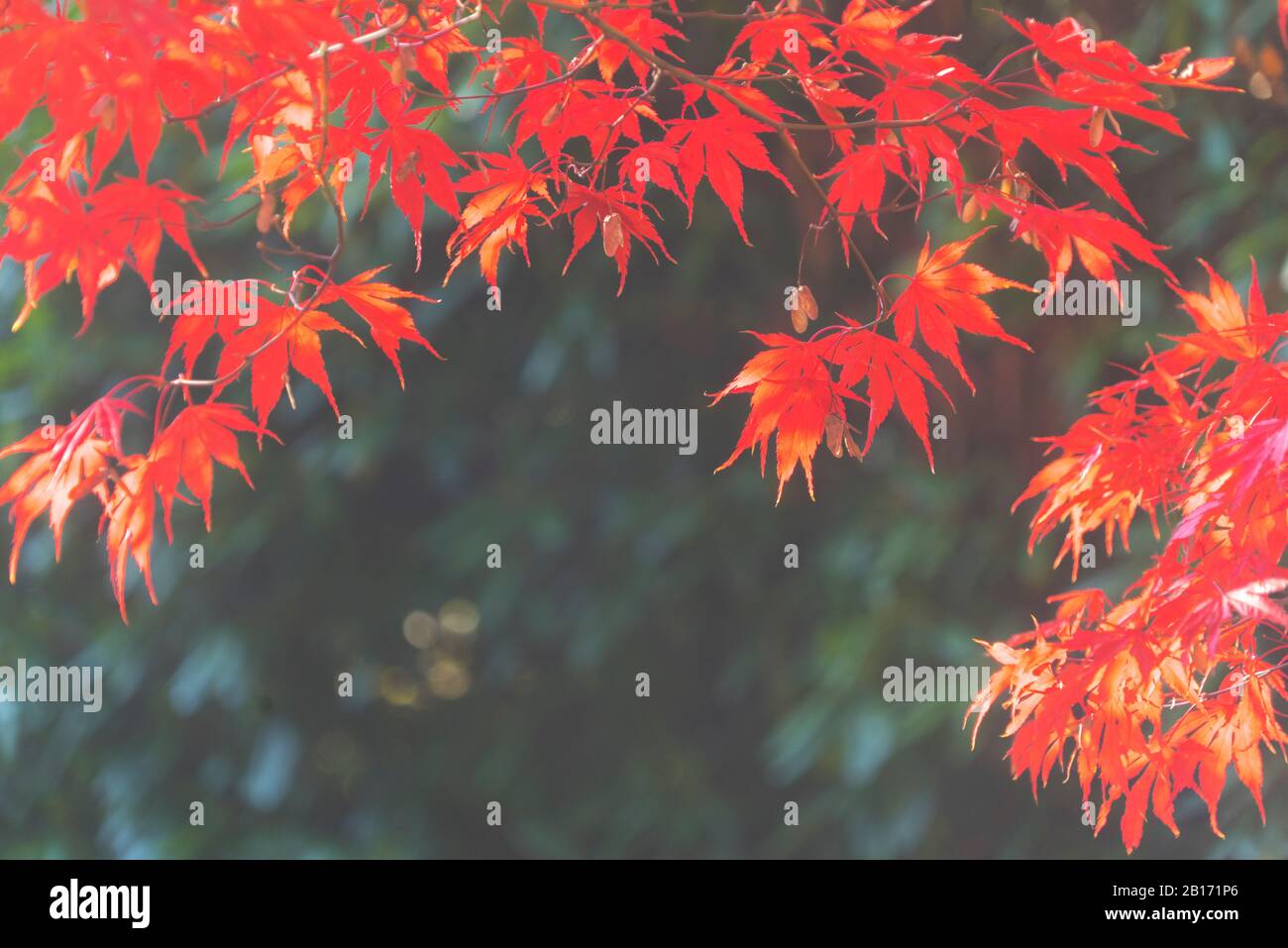 Ahornblätter im Herbst Foto Stock