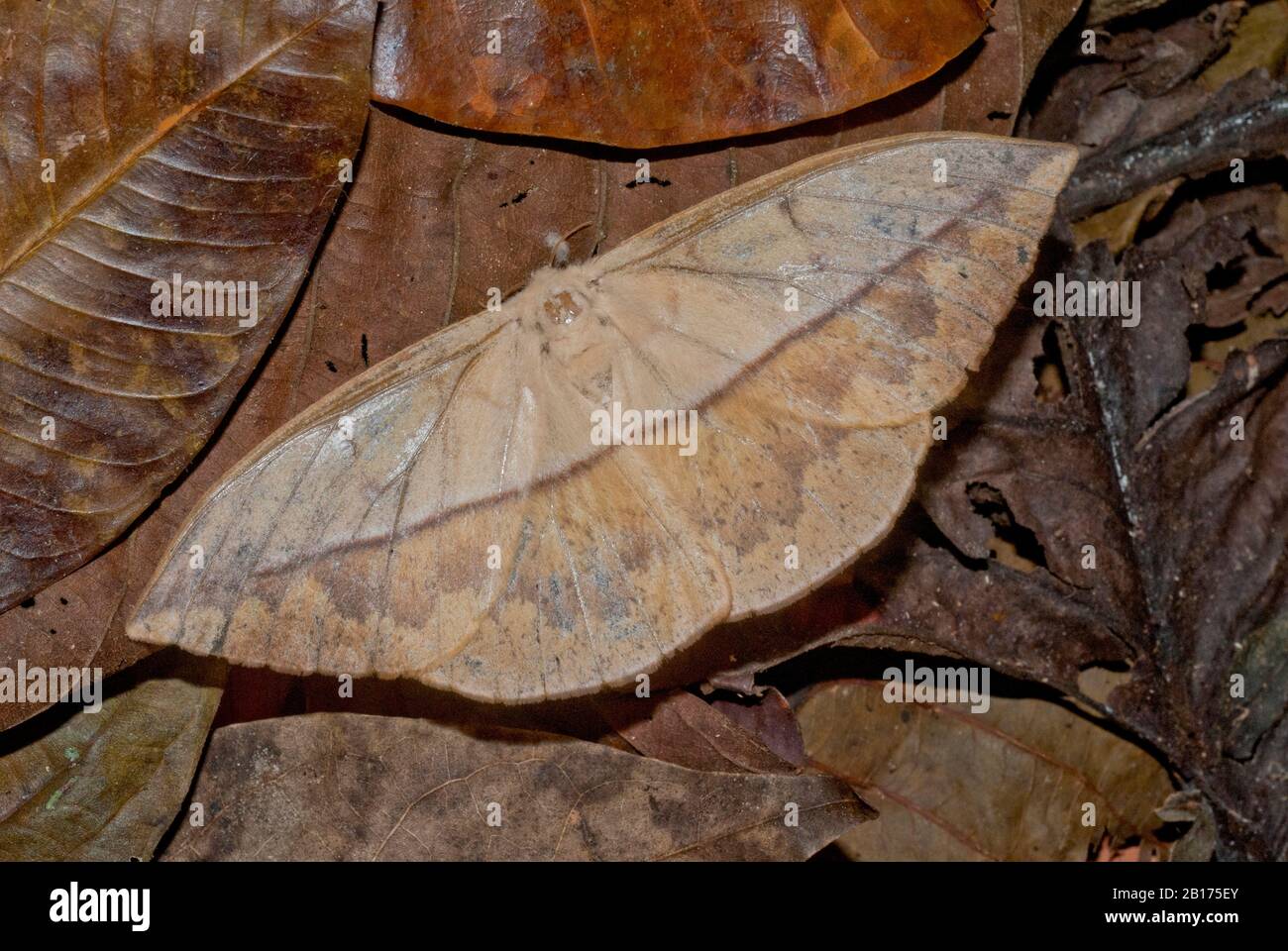 Foglia morta tarma (Famiglia Saturniidae) nella foresta amazzonica del Perù Foto Stock