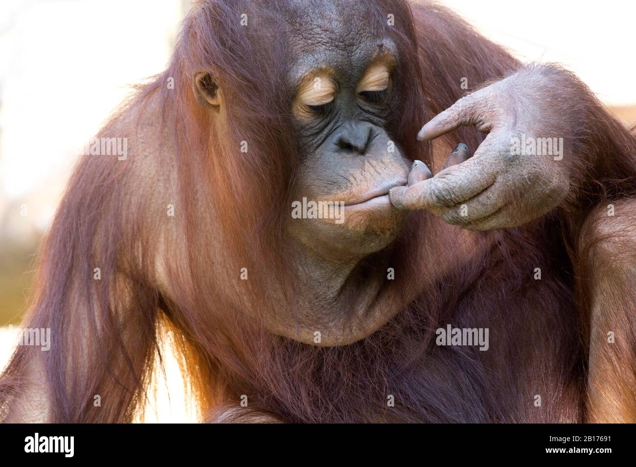 Orangutan dall'aspetto pensivo Foto Stock