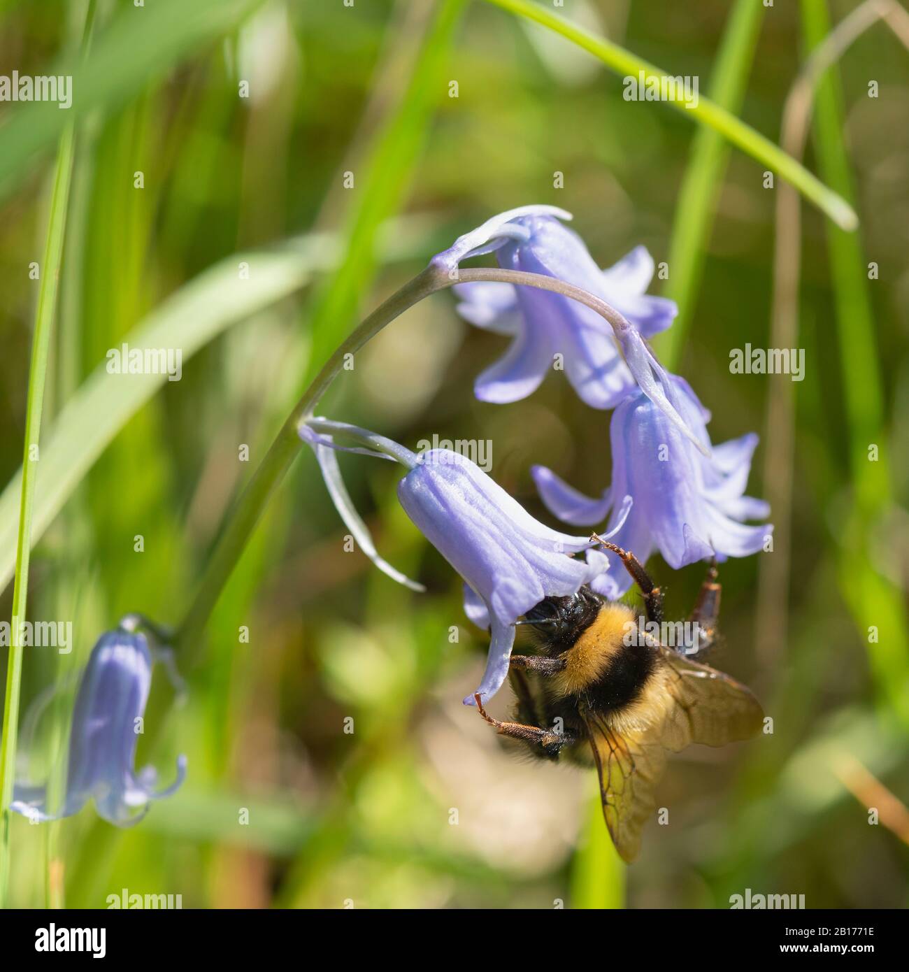 Un Giardino Bumblebee (Bombus Hortorum) Cercando In Profondità All'Interno Dei Fiori A Forma Di Campana Di Un Nativo Bluebell (Hyacinthoides Non-Scripta) Foto Stock