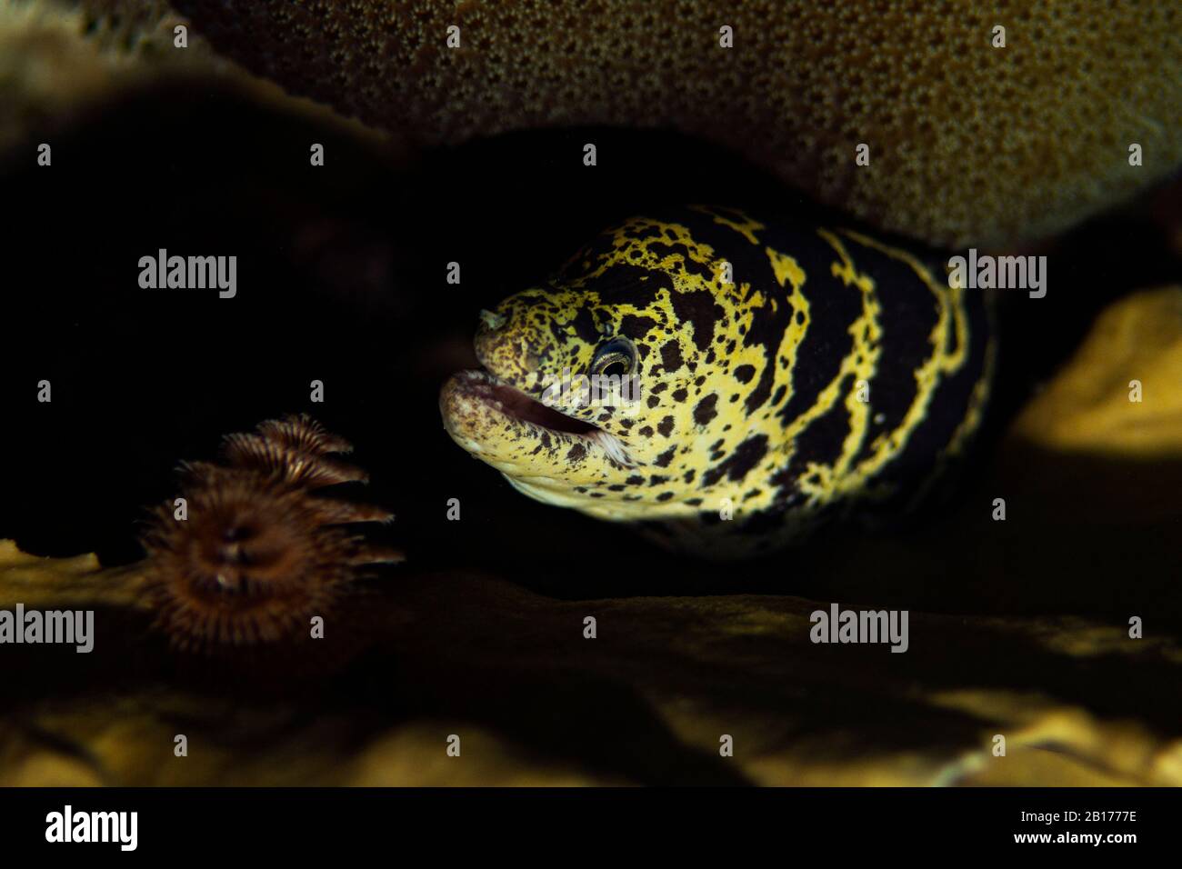 Una catena moray eel, Echidna catenata, pokes suo tenuto fuori dalla sua casa nel corallo duro a Bonaire, Paesi Bassi. Foto Stock