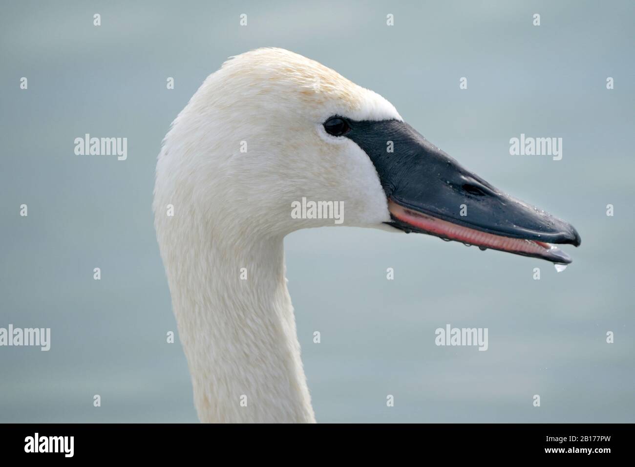 Il trombettista cigno a testa a closeup Foto Stock