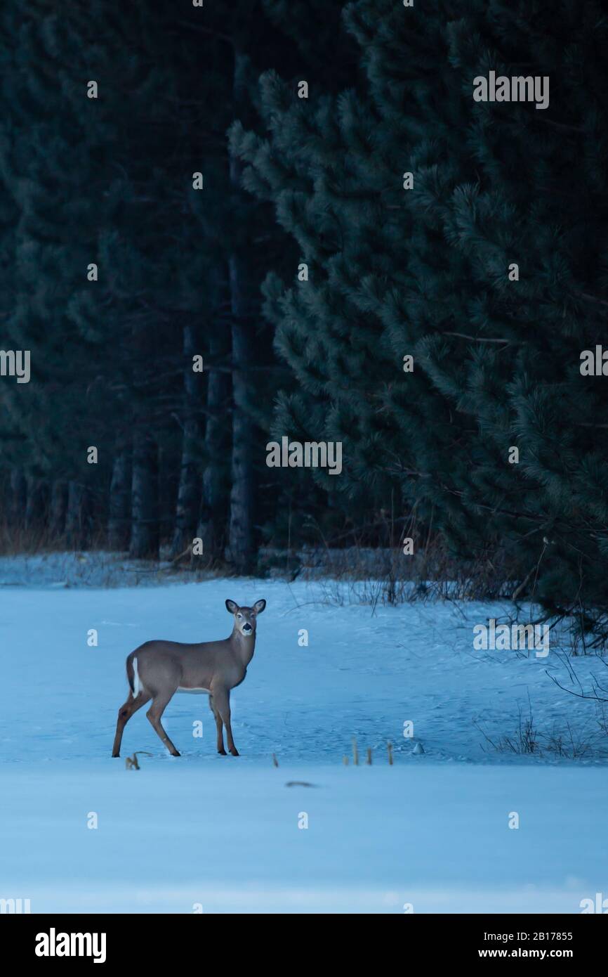 Cervi di coda bianca (odocoileus virginianus) in inverno in piedi accanto a pini con gelo su di loro nel mese di febbraio, verticale Foto Stock