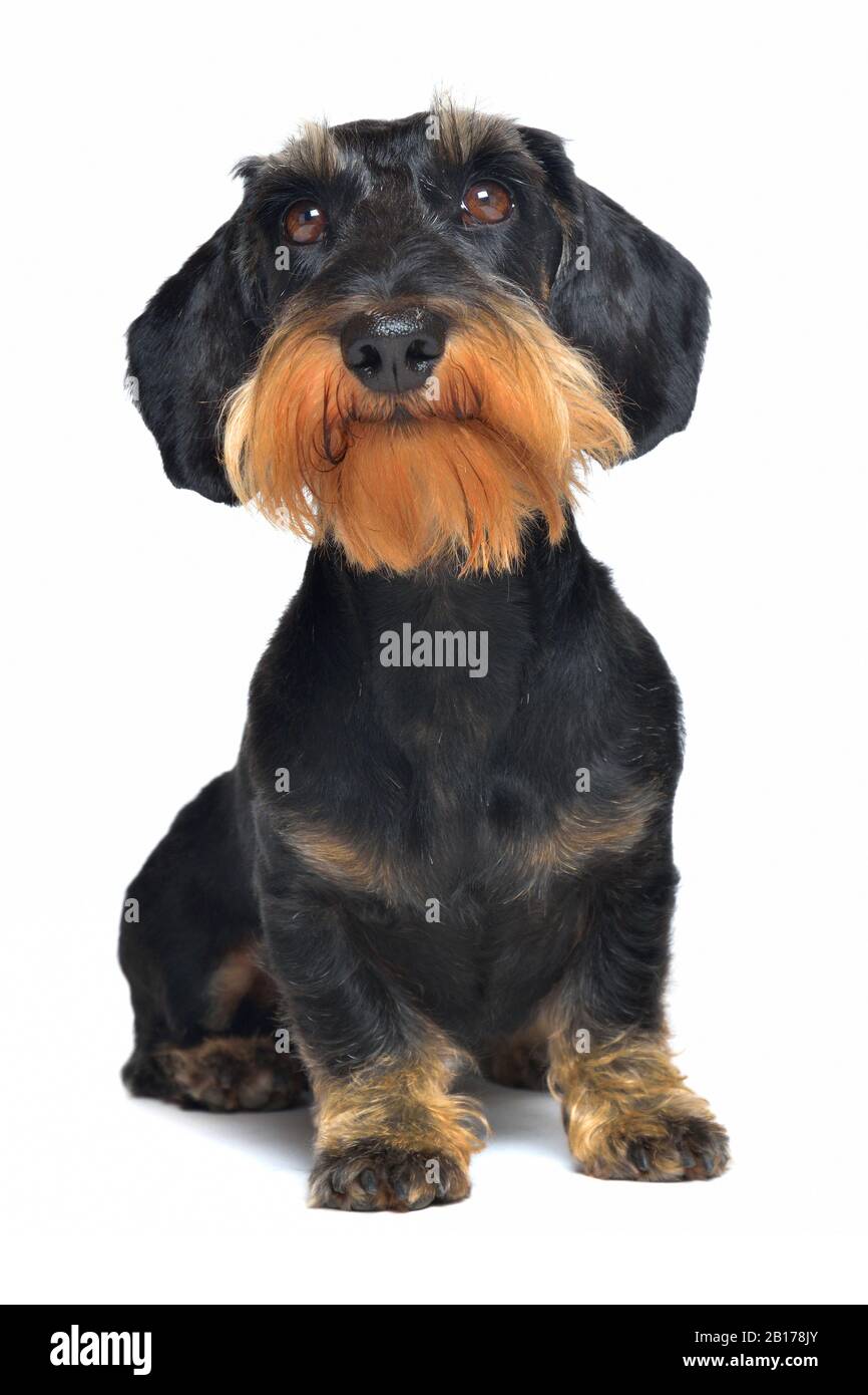 Dachshund, cane da salsiccia con capelli A Filo, cane domestico (Canis lupus F. familiaris), seduto, dachshund con capelli a filo, vista frontale Foto Stock