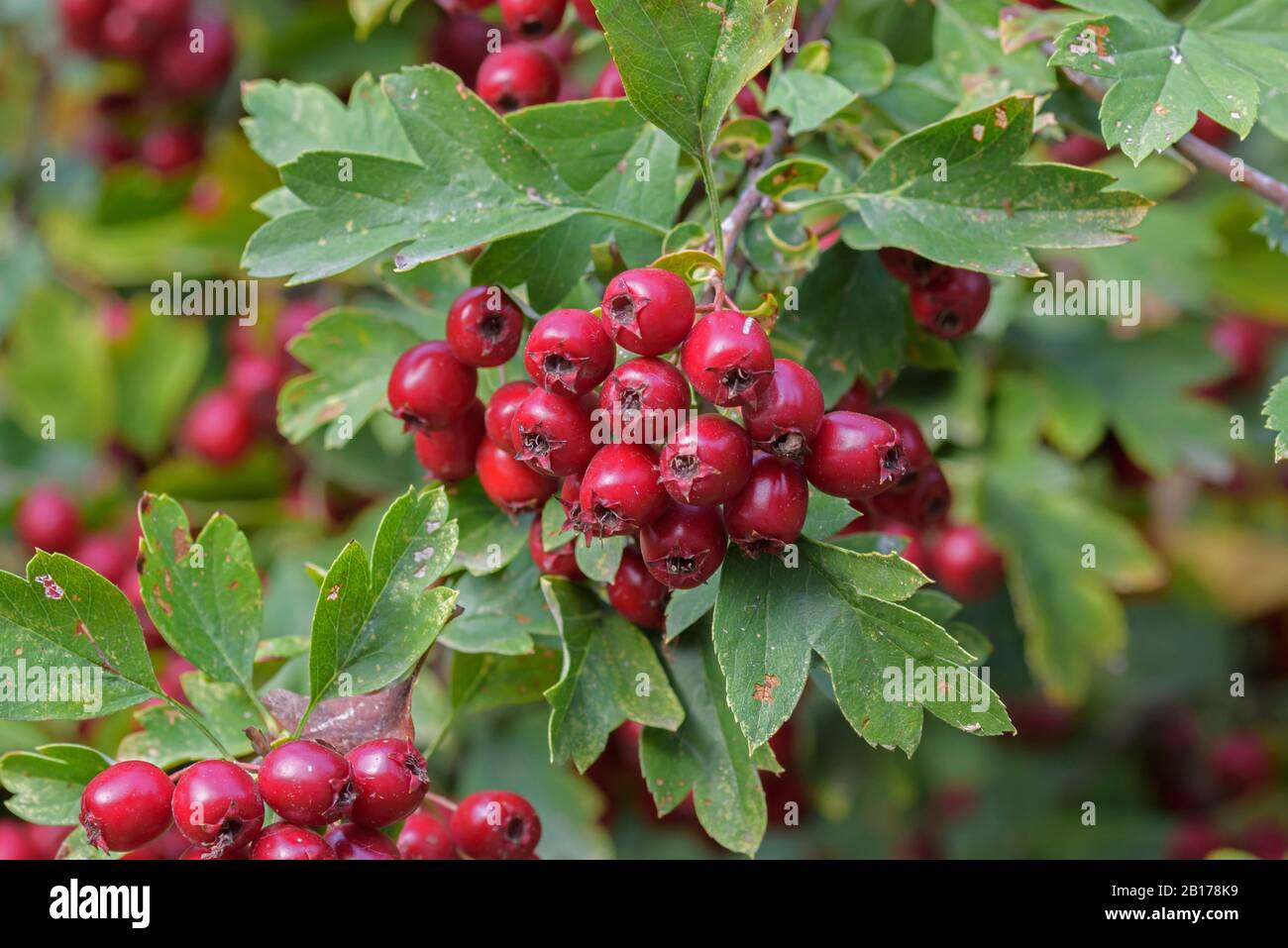 Biancospino comune, biancospino singleseed, biancospino inglese (Crataegus monogyna), ramo con frutta, Germania, Sassonia Foto Stock