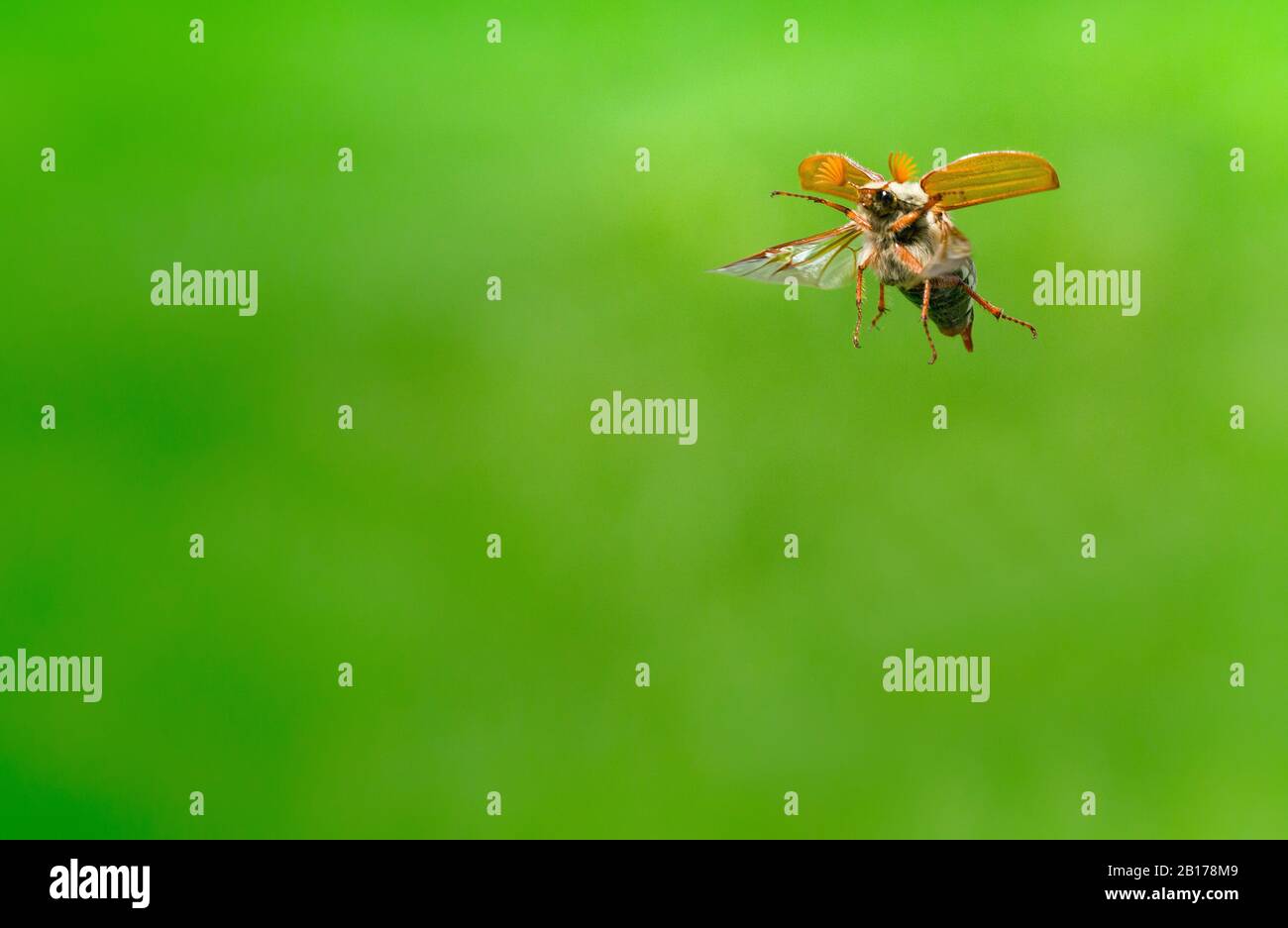 Comune Cockchafer, Maybug, Maybeetle (Melolontha melolontha), in volo, Paesi Bassi, Frisia, Delleboersterheide Foto Stock