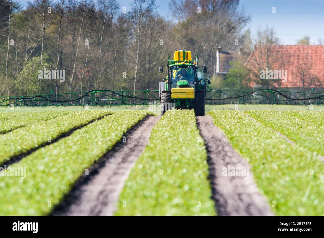 Spruzzatura di veleno che necessita di coltivazione di giglio, Paesi Bassi, Frisia Foto Stock