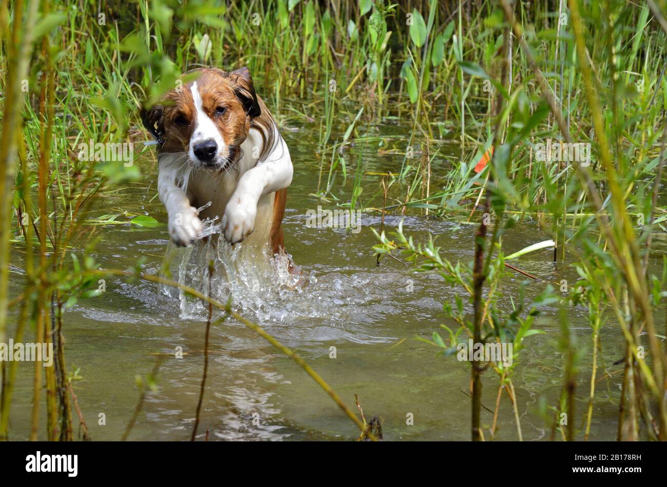 Piccolo cane di Waterfowl olandese, Kooiker (Canis lupus F. familiaris), Kooikerhondje che salta attraverso uno stagno, Germania, Renania del Nord-Vestfalia Foto Stock