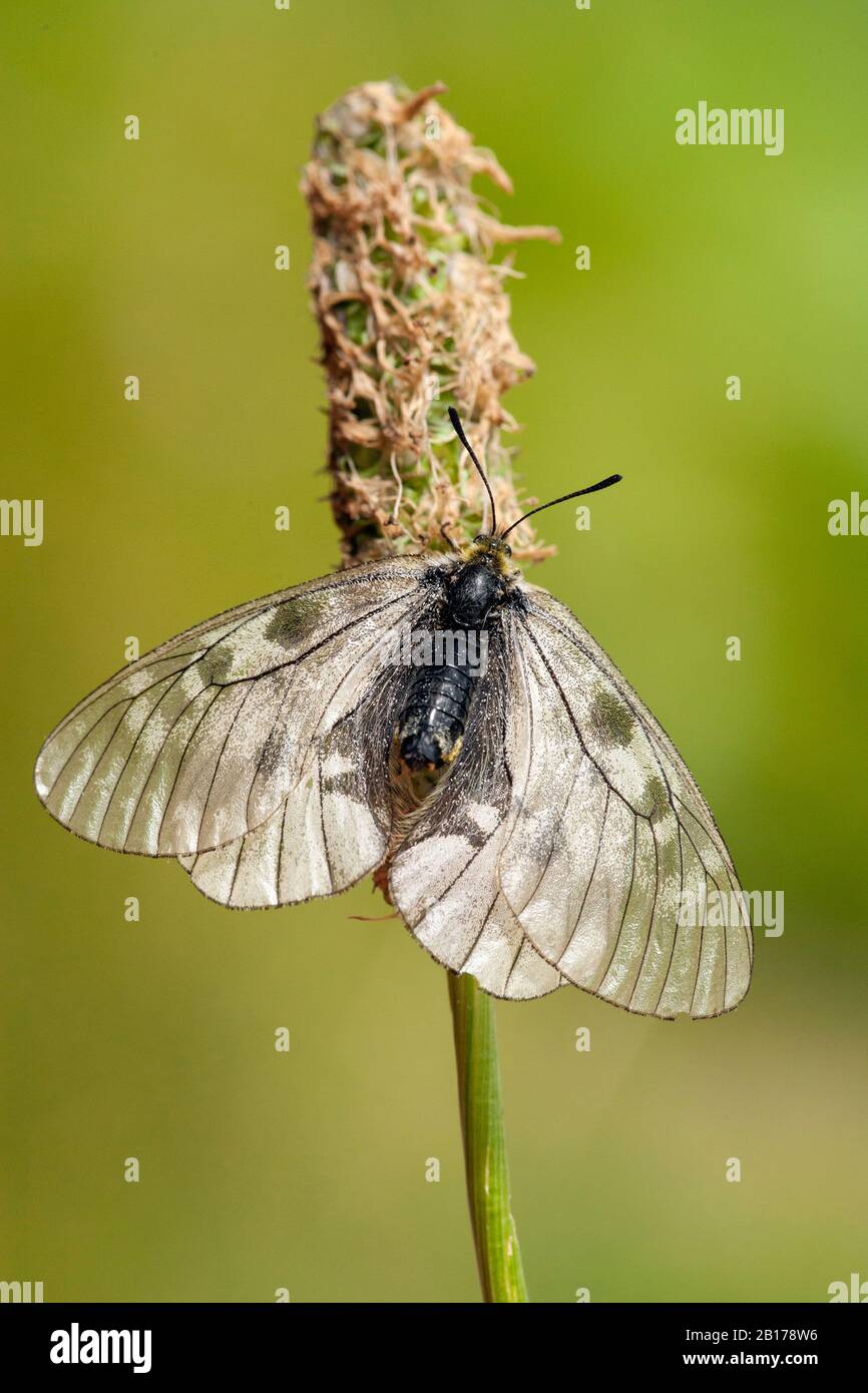 il nero apollo (Parnassius mnemosyne), invece, si trova su un'infiorescenza appassita, in Svizzera, in Vallese Foto Stock