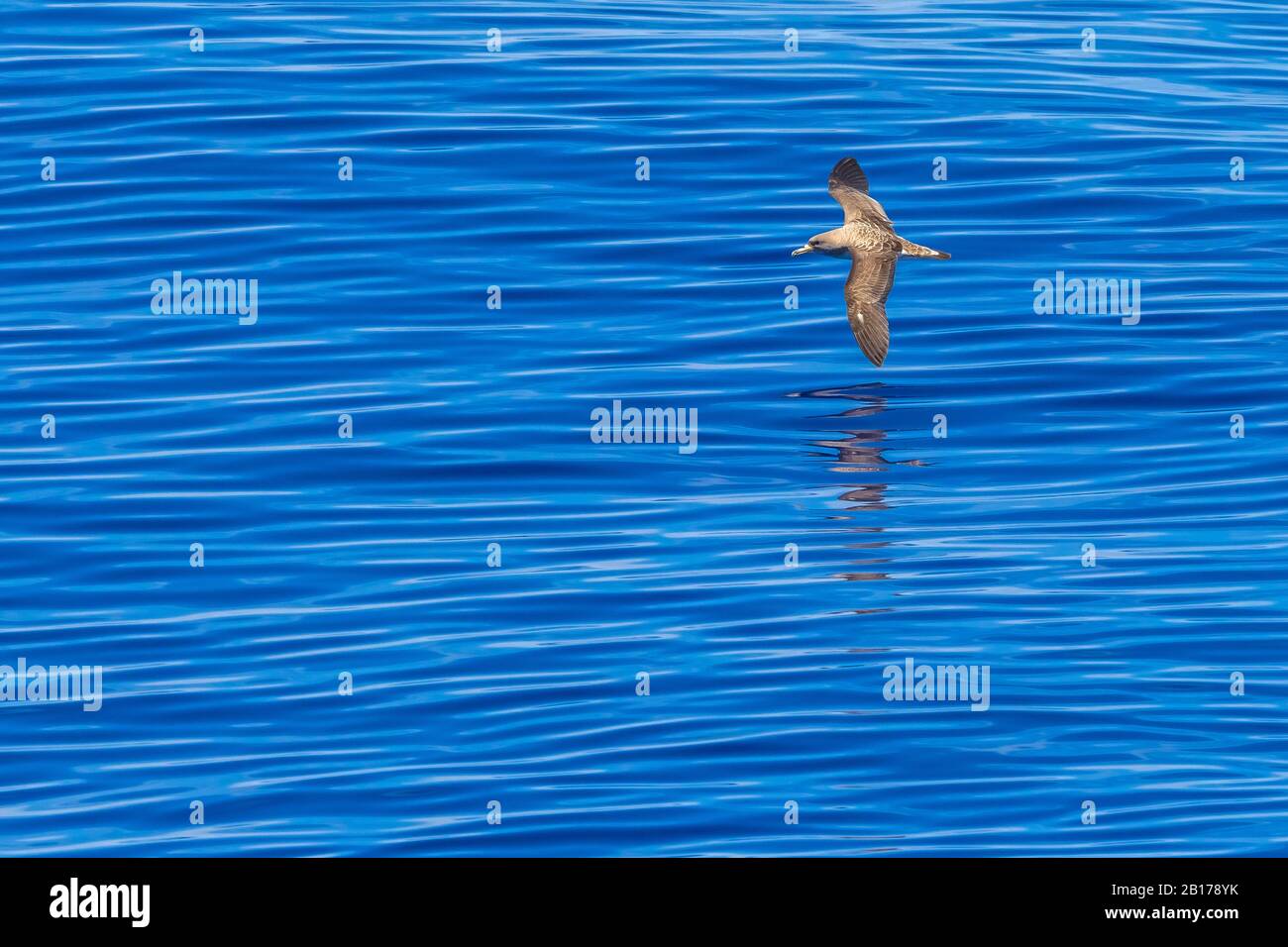 Cory's Shearwater (Calonectris borealis), sorvolando il canale Terceira-Graciosa, Azzorre Foto Stock