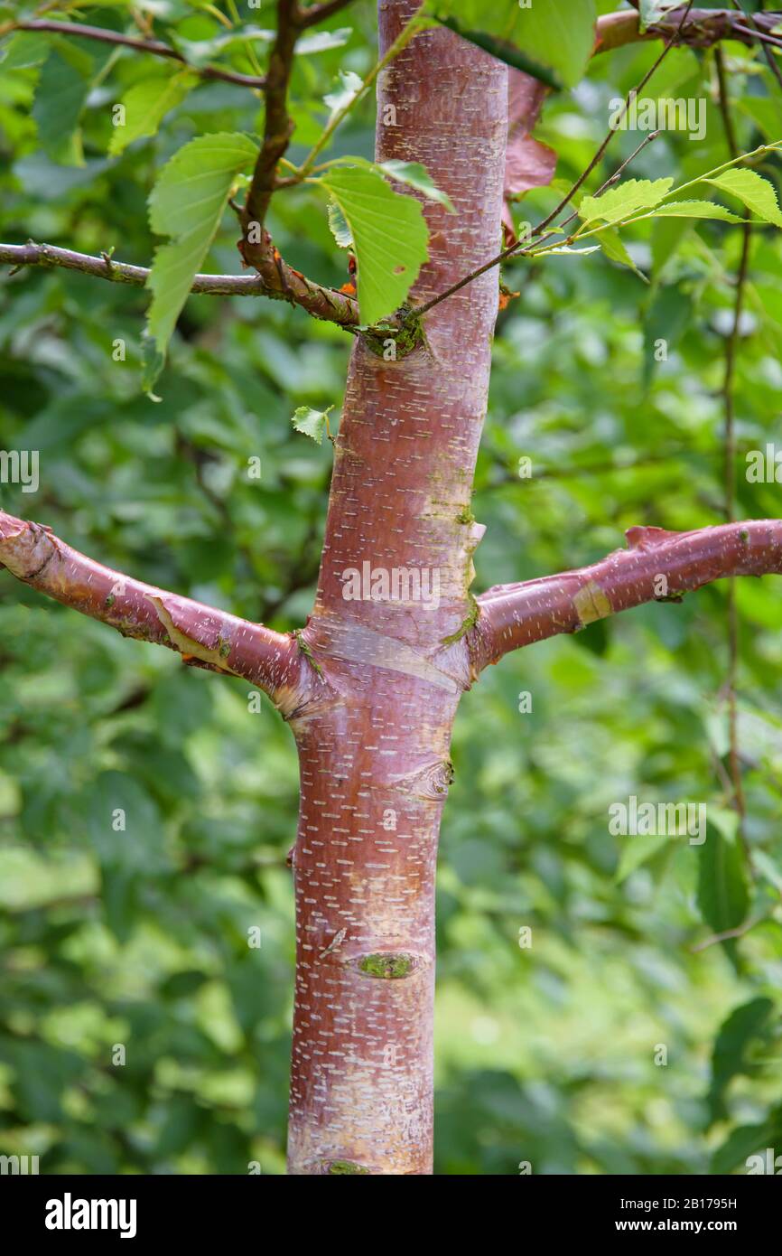 Betulla rossa cinese (Betula albosinensis "Alnarp", Betula albosinensis  Alnarp), tronco, cultivar Alnarp, Svezia Foto stock - Alamy