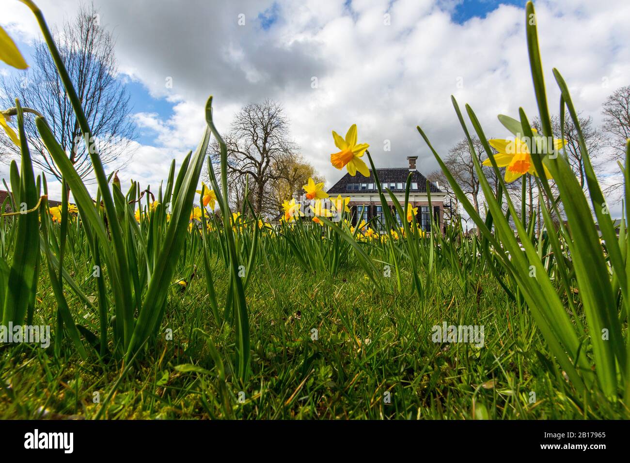 Daffodil (Narcissus spec.), fioritura in un prato di fronte Landhuis Lindenoord , Olanda, Frisia, Lindenoord, Wolvega Foto Stock