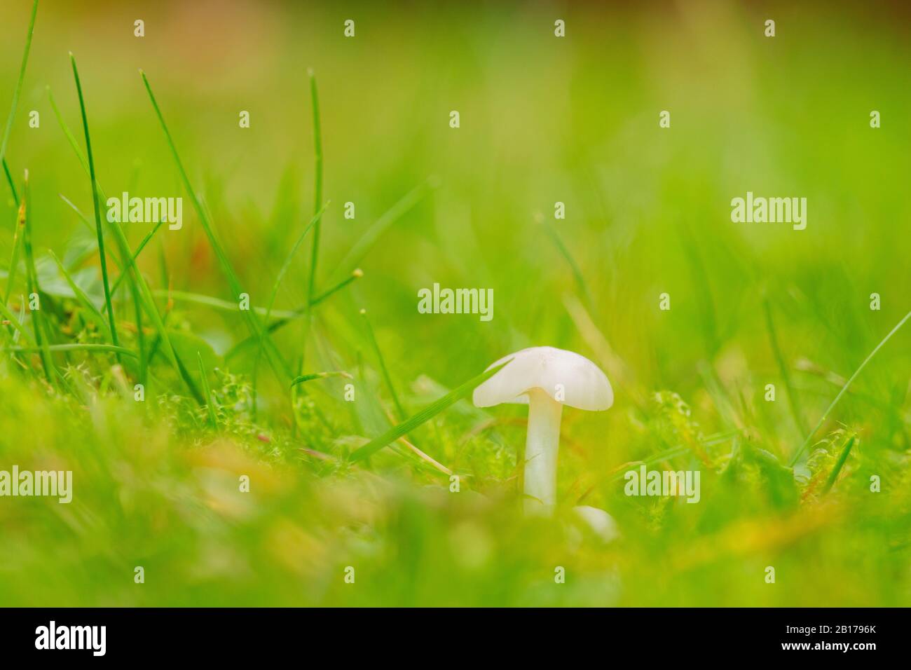 Nevoso waxcap (Hygrocybe virginea, Camarophyllus virgineus, Camarophyllus niveus), in erba, Paesi Bassi, Flevoland Foto Stock