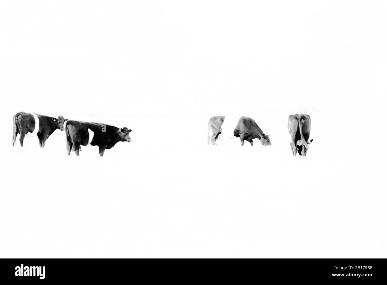 Bovini domestici (Bos primigenius F. taurus), Belted olandese, Lakenvelder, ritaglio, Paesi Bassi, Frisia, Ooststellingwerf Foto Stock