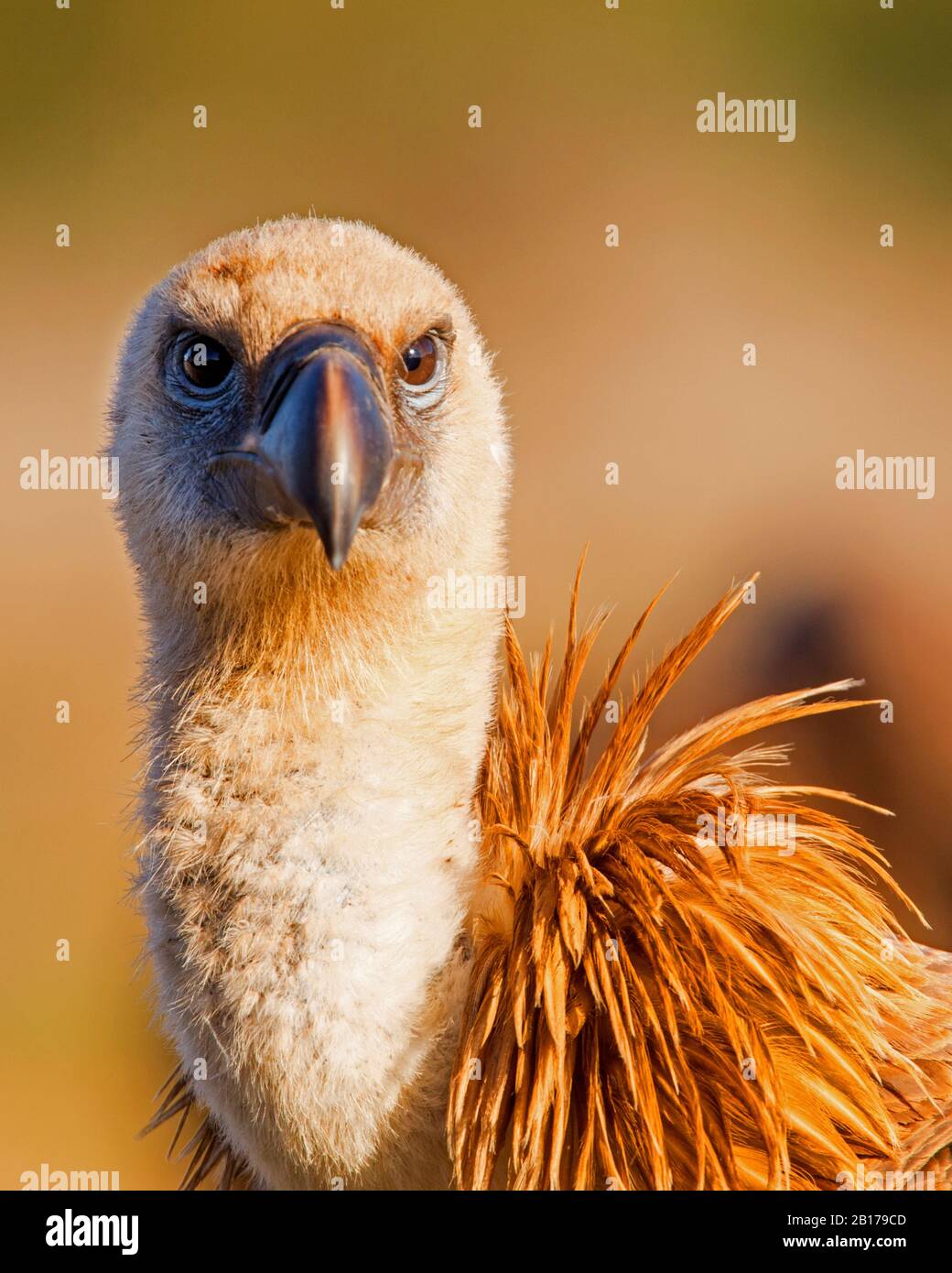 Grifone (Gips fulvus), ritratto, Spagna, Estremadura Foto Stock