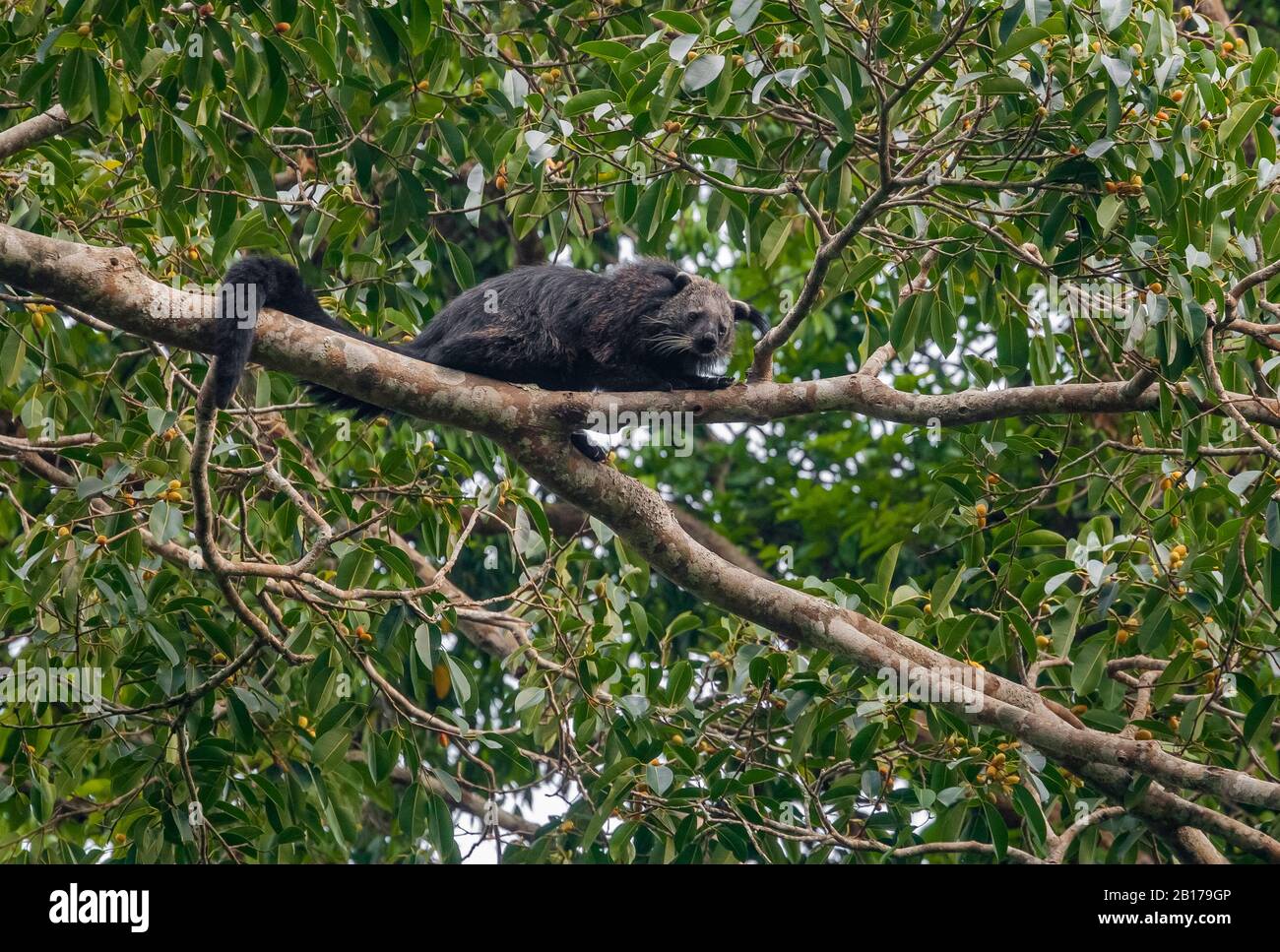 Gatto orso, binturong (Arctictis binturong), si trova su un ramo in un albero, Thailandia, Chang Wat Prachin Buri Foto Stock