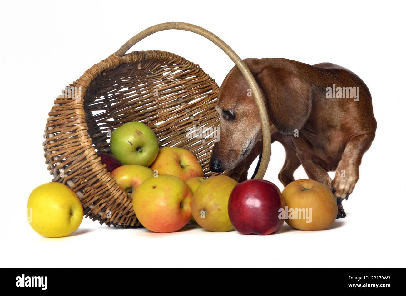 Dachshund capelli corti, cane da salsiccia con pelo Corto, cane domestico (Canis lupus F. familiaris), maschio guarda curiosamente fuori da dietro un cesto di mele Foto Stock