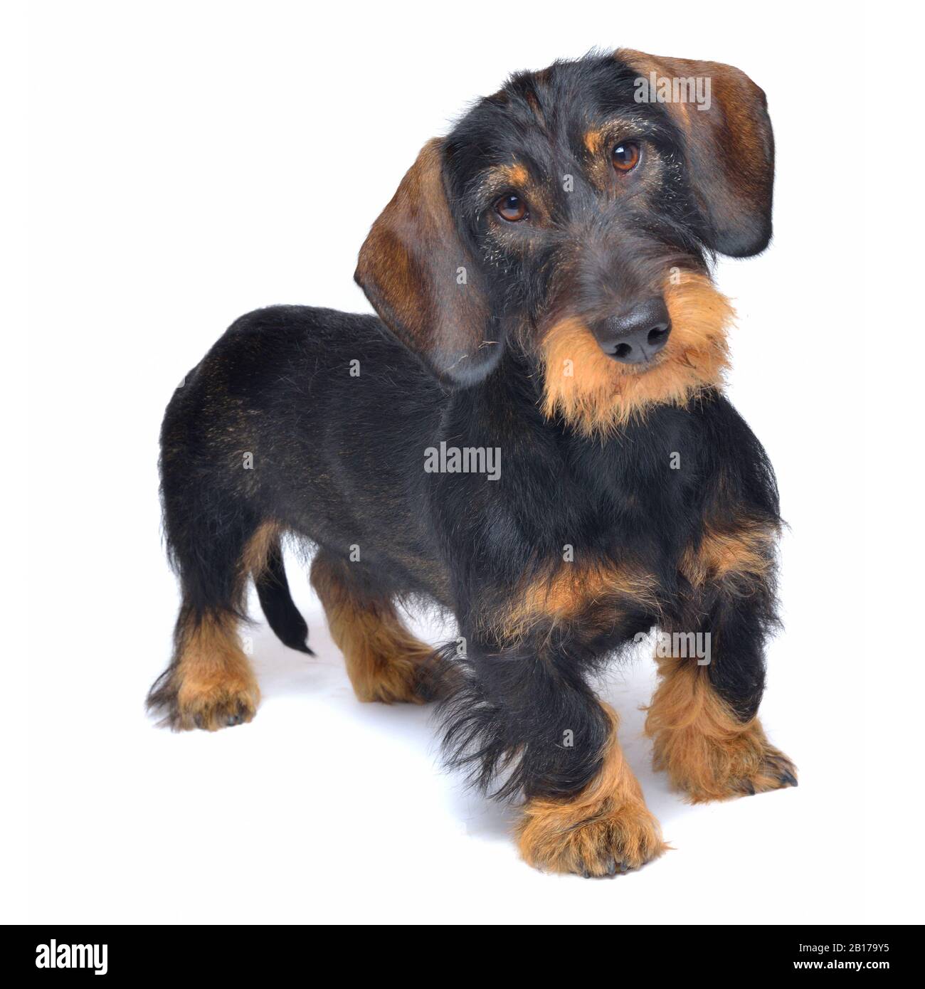 Dachshund, cane da salsiccia con capelli A Filo, cane domestico (Canis lupus F. familiaris), dachshund con capelli a filo, vista frontale Foto Stock