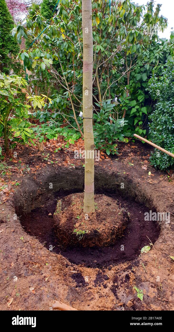 Albero è piantato, intero è riempito di suolo, serie immagine 10/10, Germania Foto Stock