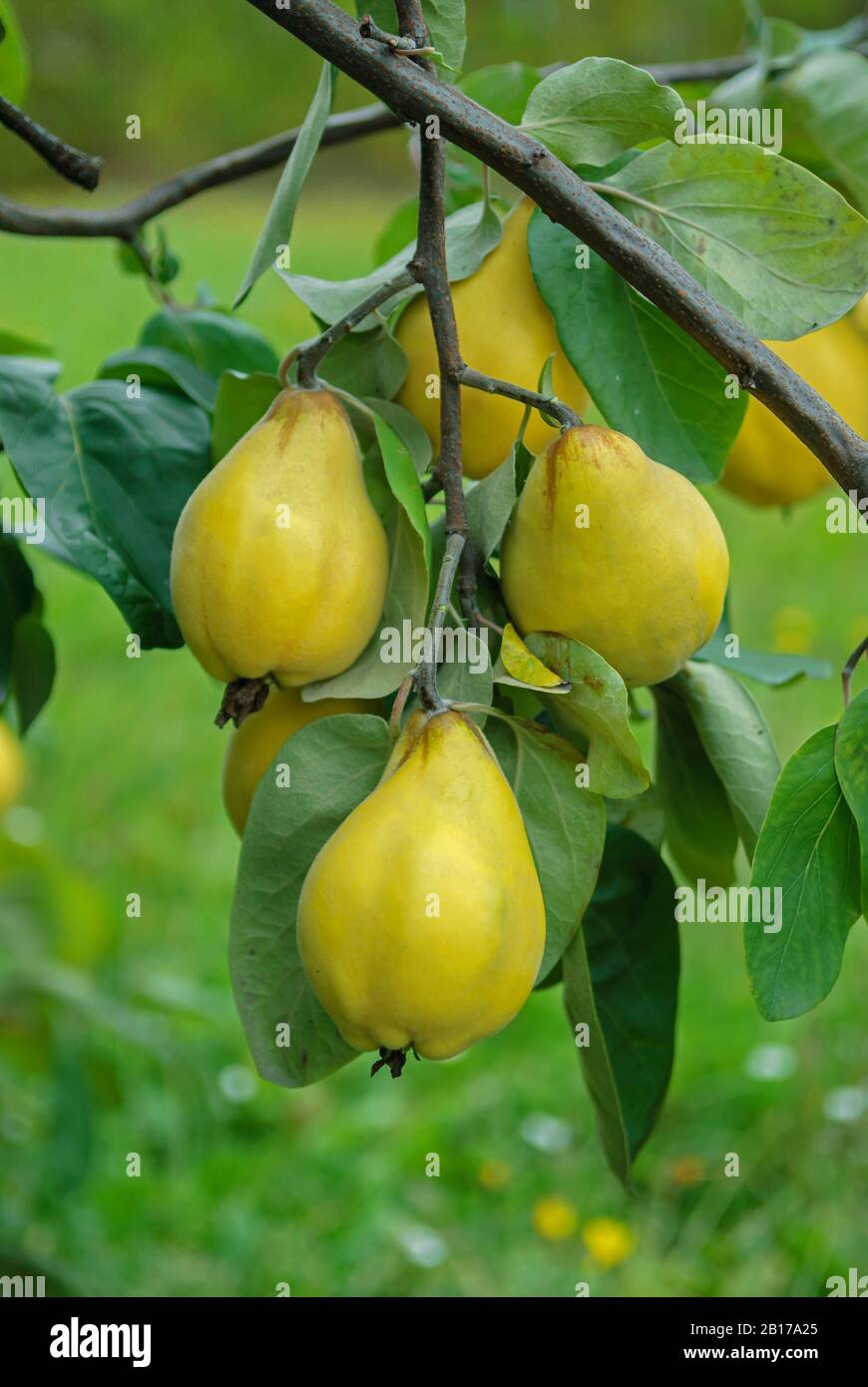 Cotogna comune (Cydonia oblonga 'Portugiesische', Cydonia oblonga Portugiesische), cotogne su un albero, cultivar Portugiesische, Germania Foto Stock