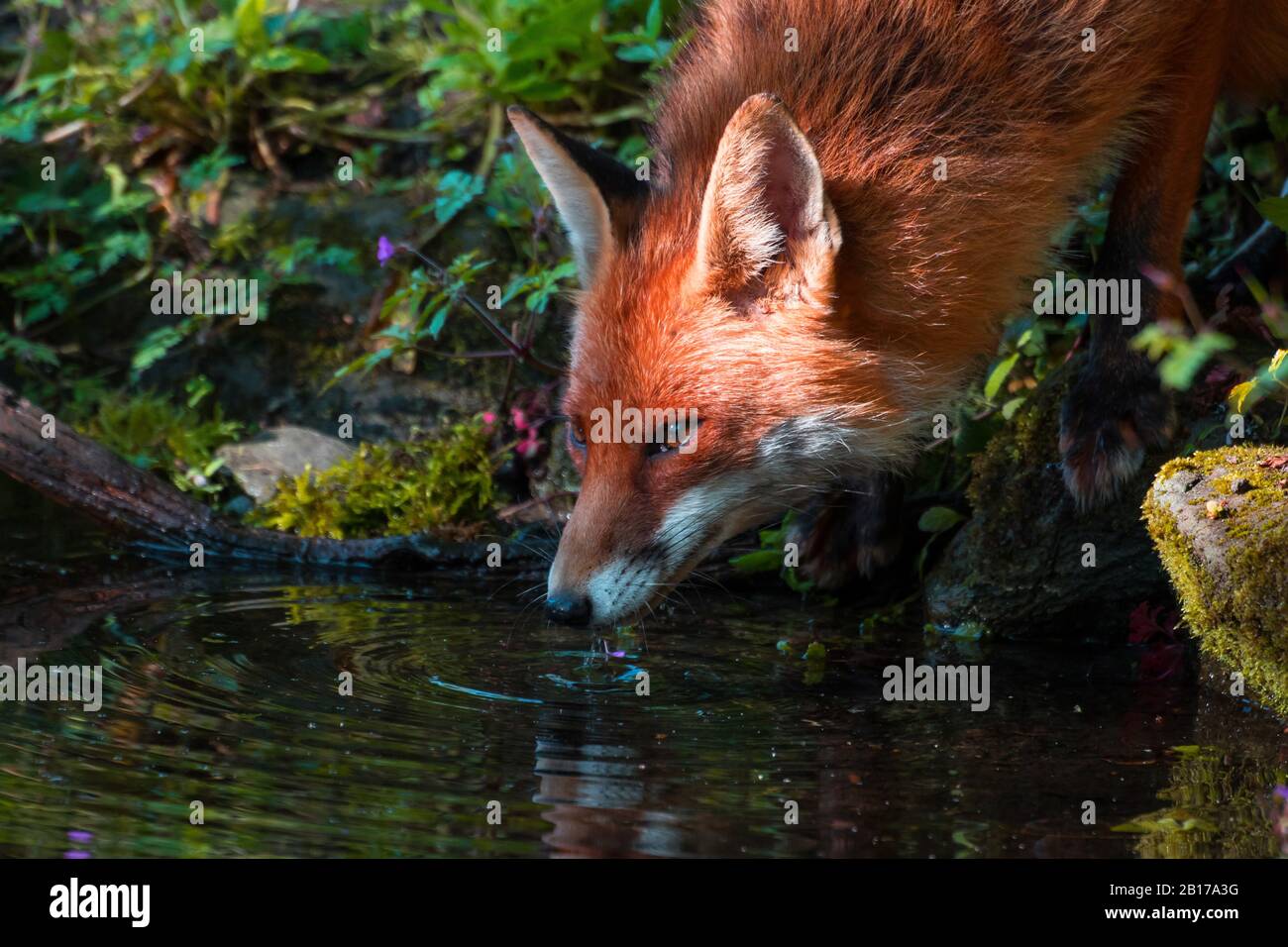 Volpe rossa (Vulpes vulpes), bevendo in un posto d'acqua in una foresta, Svizzera, San Gallo Foto Stock