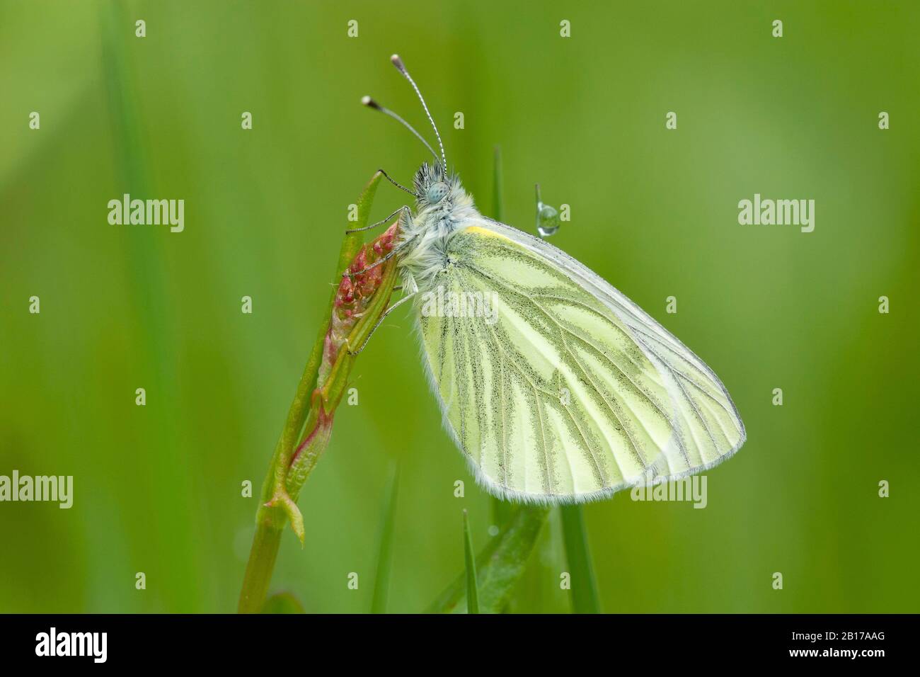 Bianco verde-venato, bianco verde-venato (Pieris napi, Artogeia napi, Pieris napae), su Orel comune, Paesi Bassi, Limburgo Foto Stock