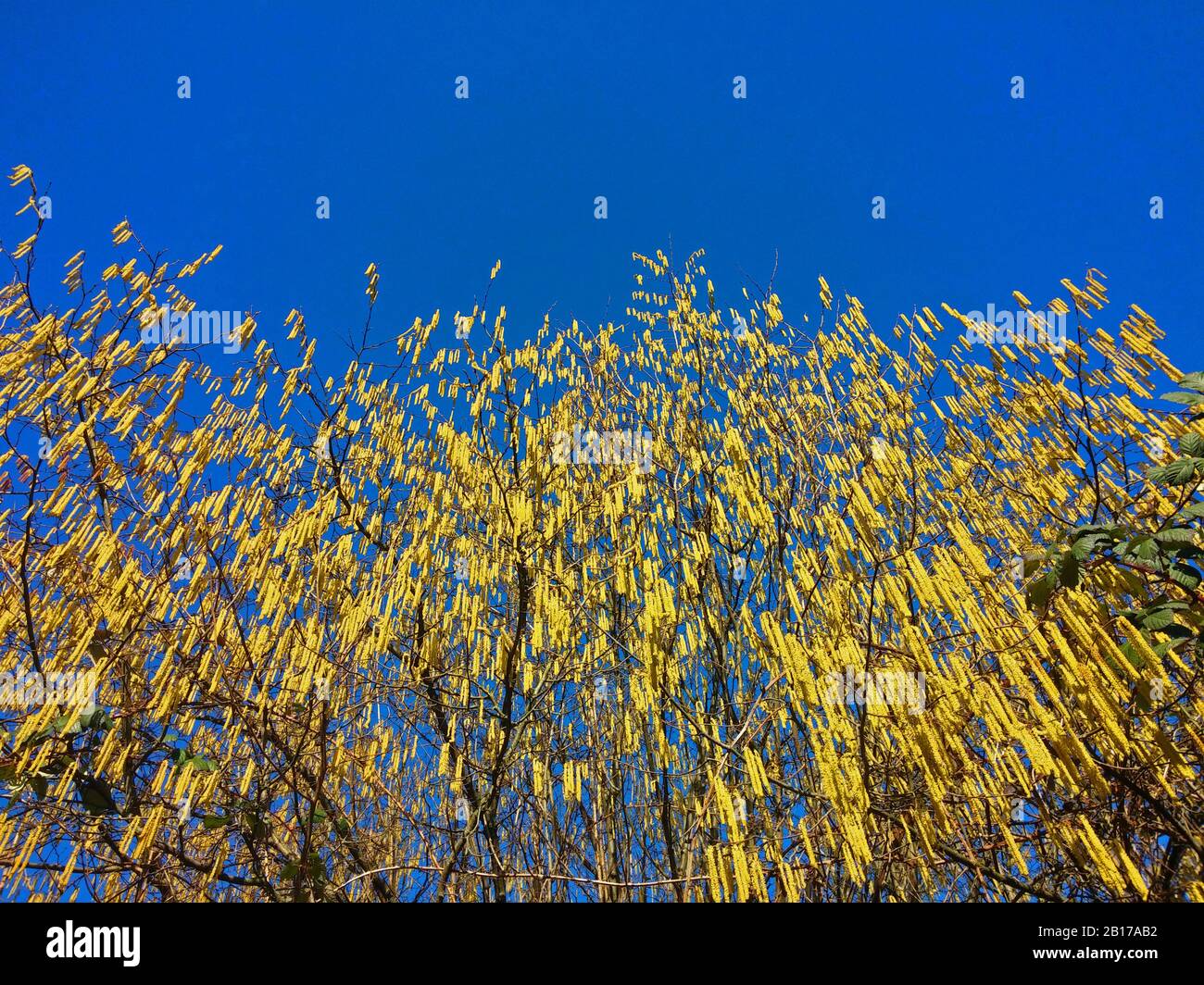 Chazel comune (Corylus avellana), arbusto in fiore, Germania, Renania settentrionale-Vestfalia, zona della Ruhr, Castrop-Rauxel Foto Stock