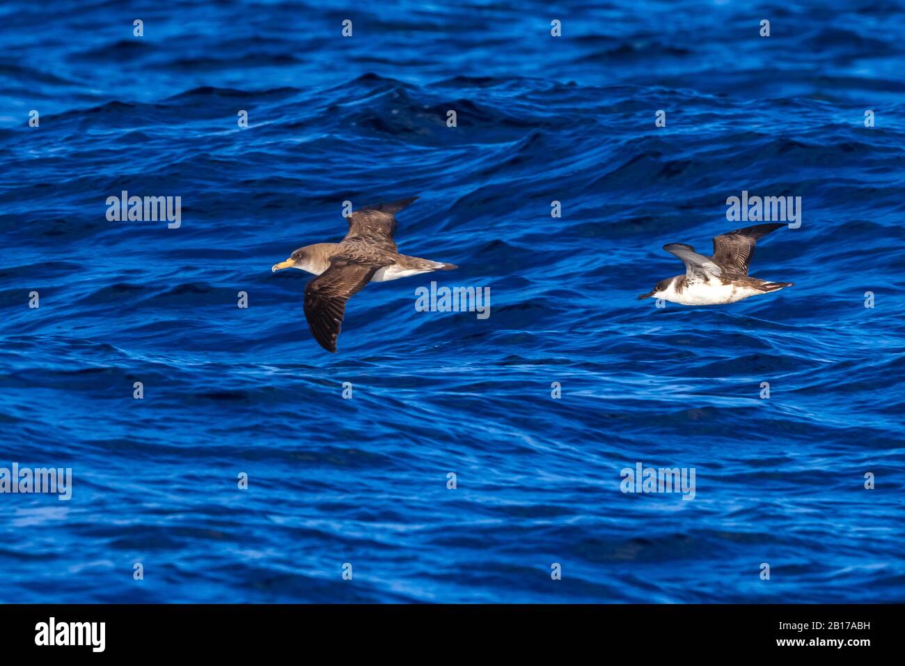 Grande shearwater (Ardenna gravis, Puffinus gravis), due grandi shearwater che volano sull'oceano, vista laterale, Azzorre Foto Stock