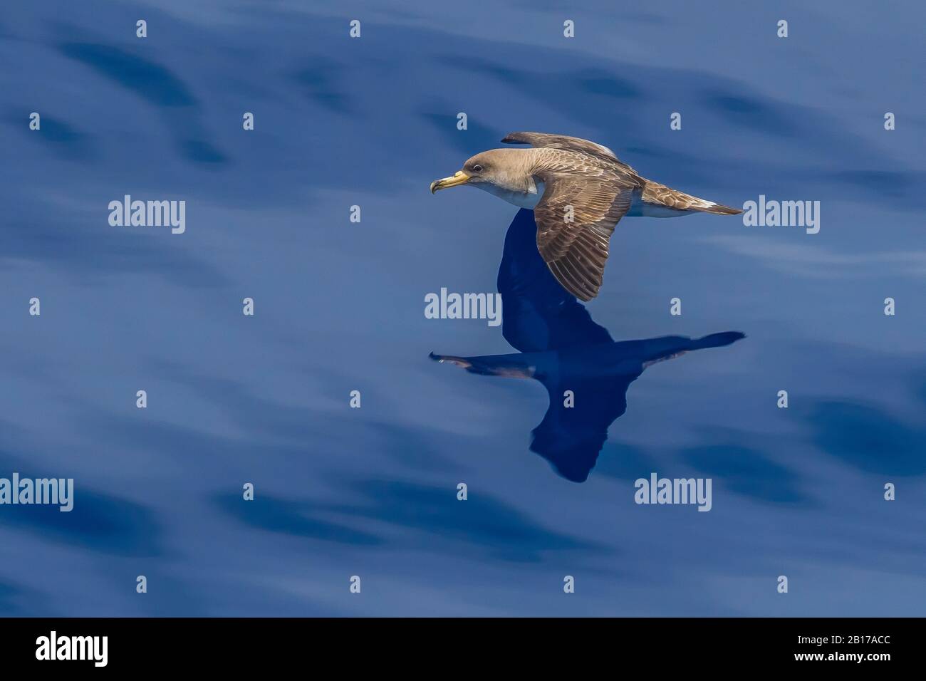 Cory's Shearwater (Calonectris borealis), sorvolando il canale Terceira-Graciosa, Azzorre Foto Stock