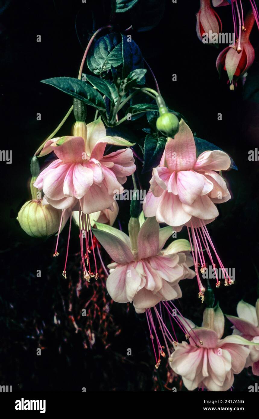Vista ravvicinata di fiori fucsia Southgate. Un doppio rosa semi trailing deciduo fucsia con folte crescita. Ideale per appendere i cestini e contenitori Foto Stock