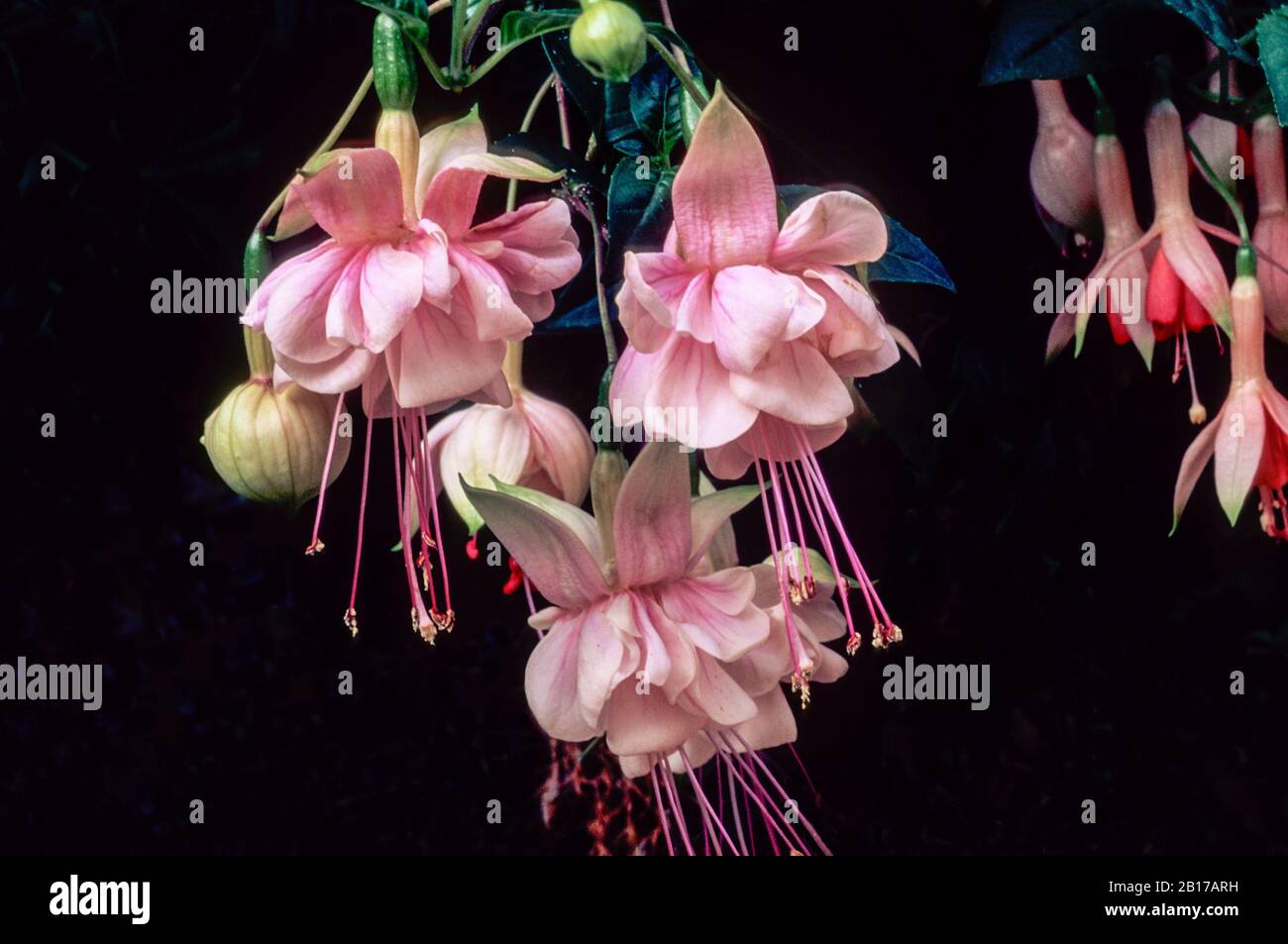 Vista ravvicinata di fiori fucsia Southgate. Un doppio rosa semi trailing deciduo fucsia con folte crescita. Ideale per appendere i cestini e contenitori Foto Stock