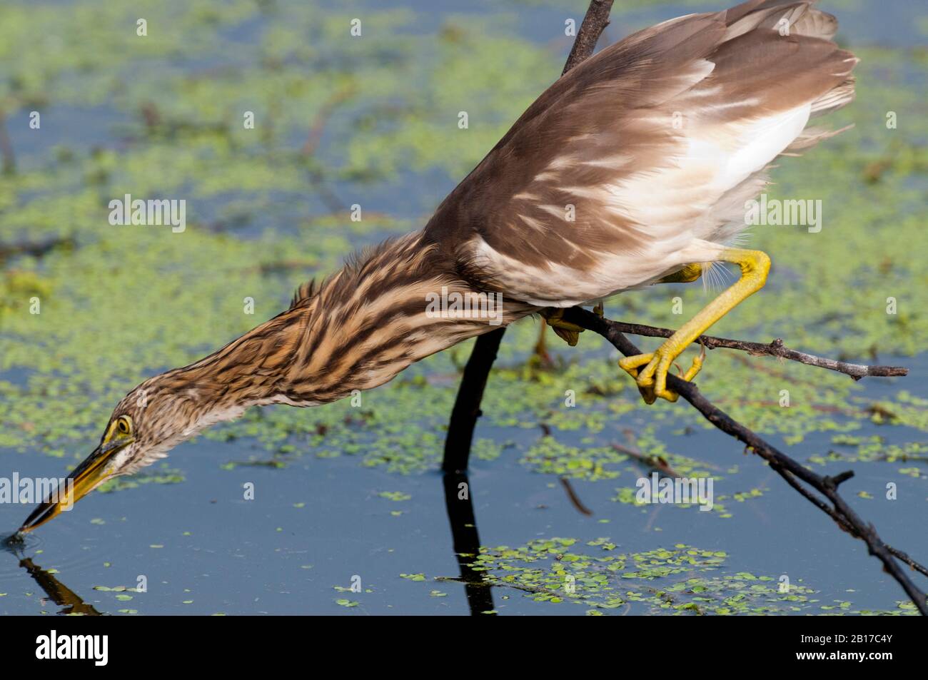Airone indiano stagno (Ardeola grayii) preda di stalking nel Parco Nazionale Keoladeo India Foto Stock