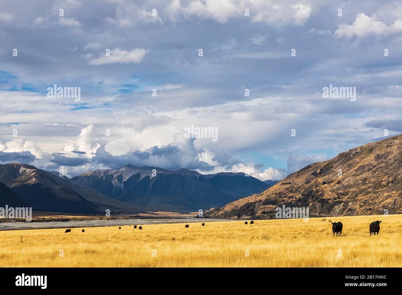 Nuova Zelanda, Bealey, nuvole sopra bestiame pascolo su erba gialla con fiume Waimakariri sullo sfondo Foto Stock