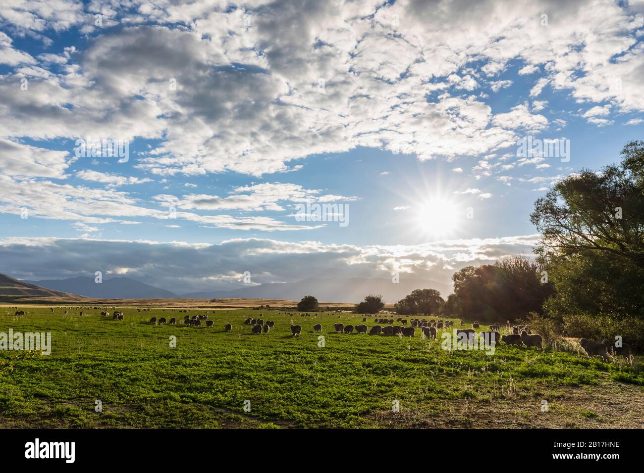 Nuova Zelanda, Clearburn, nuvole su gregge di pecore che pascolano nel pascolo Foto Stock